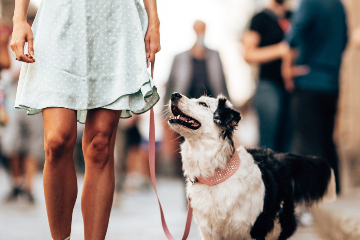 Can Reactive Dogs Live In the City?