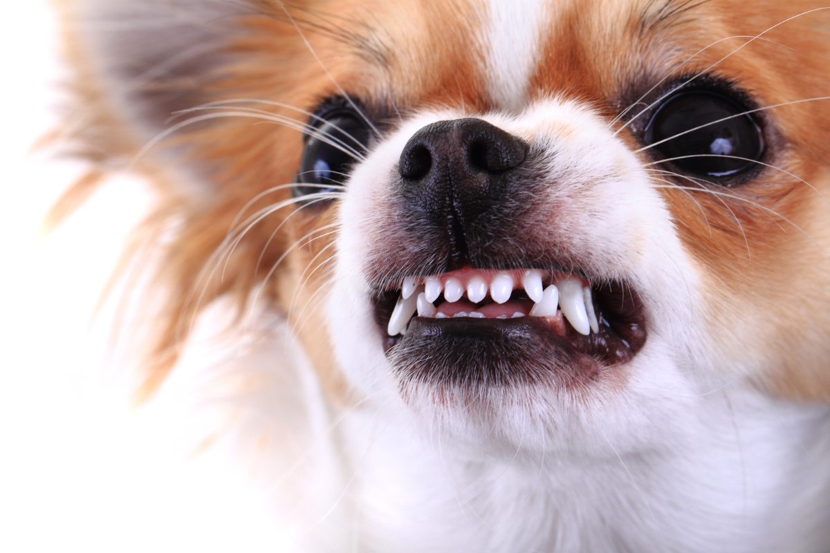 Do Aggressive Dog Breeds Exist?