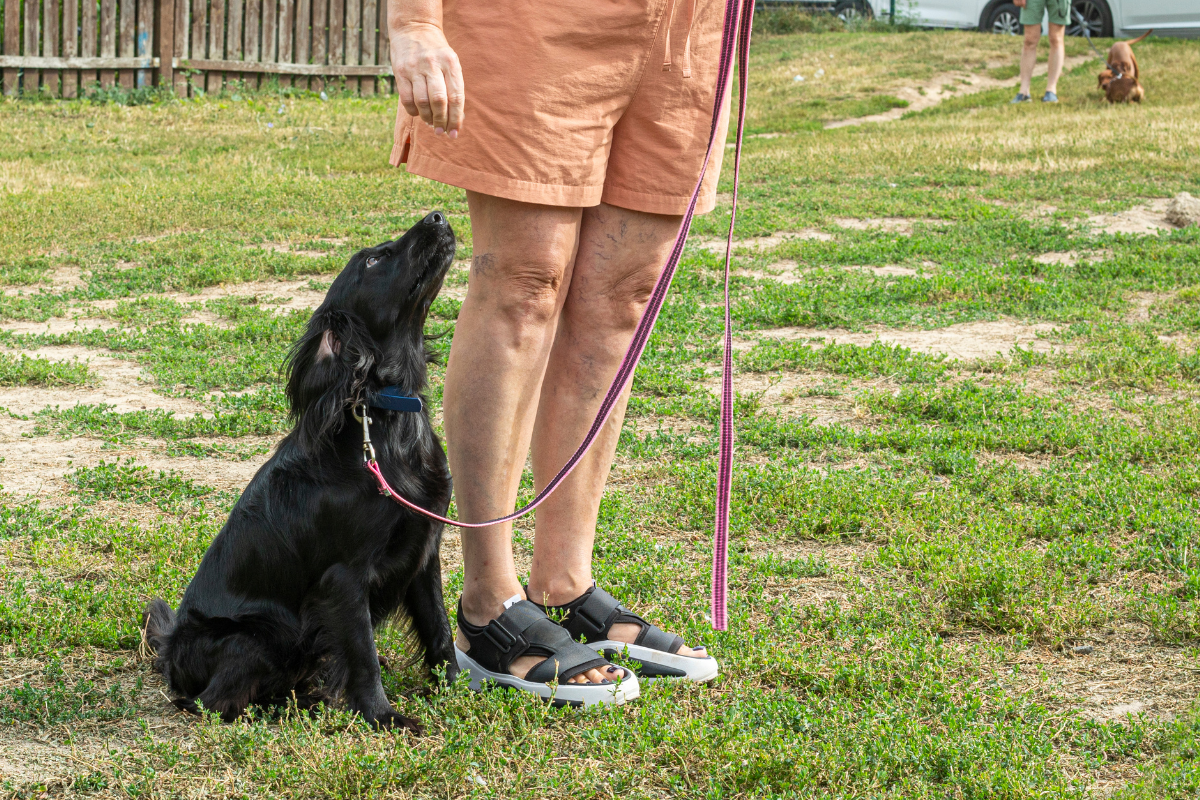 6 Reactive Dog Tools for Beginners That Actually Help