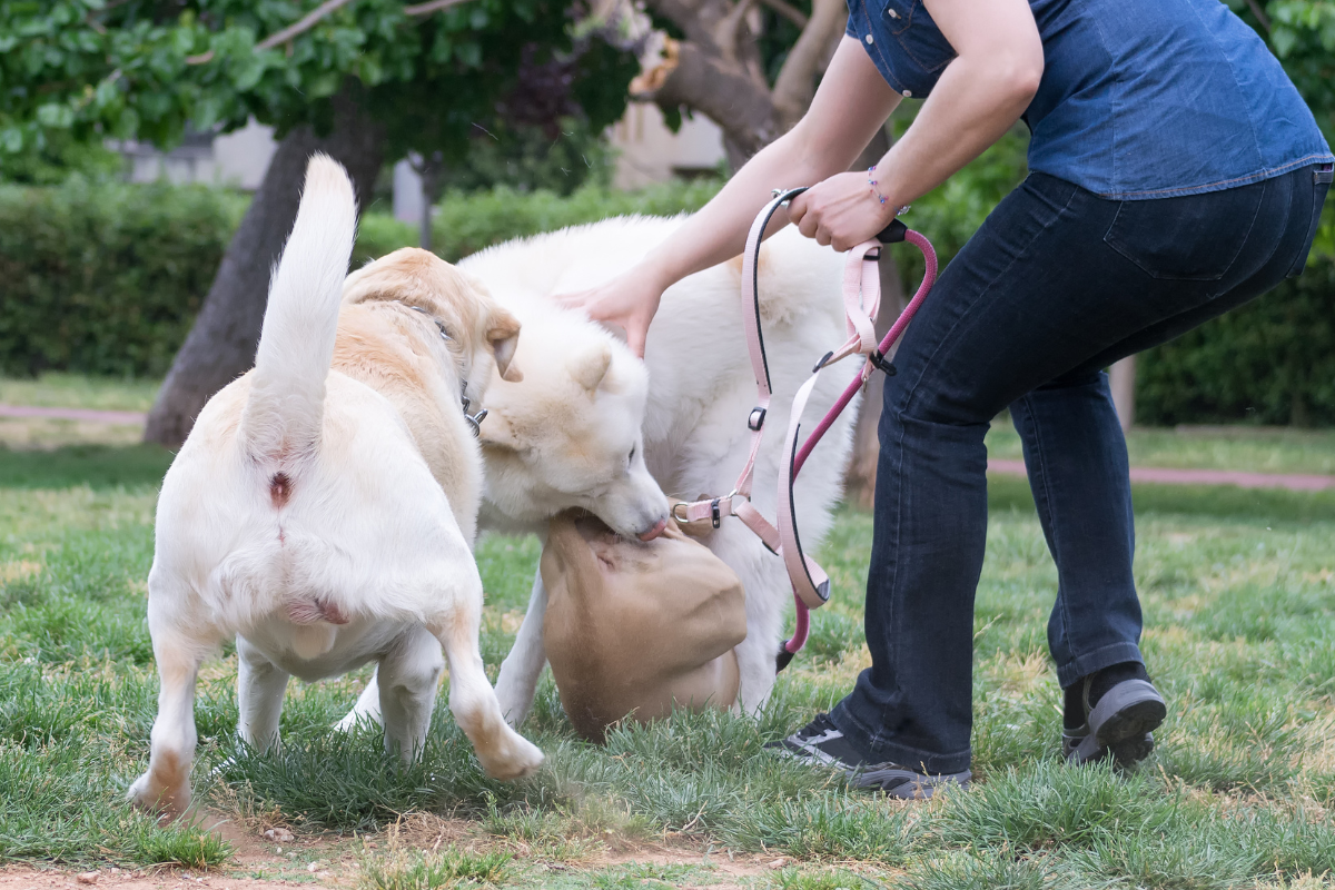 Why Do Reactive Dog Owners Dread Off-Leash Dogs?