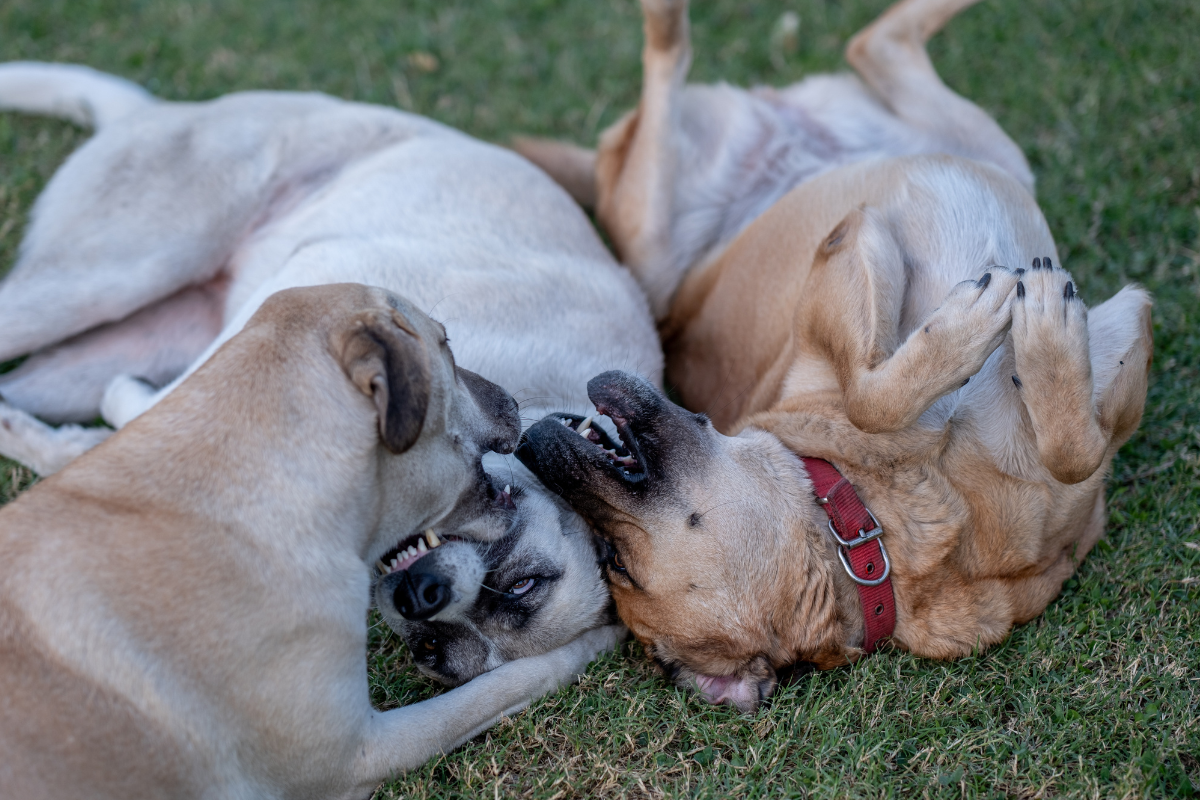 Should Reactive Dogs Go to Dog Parks?