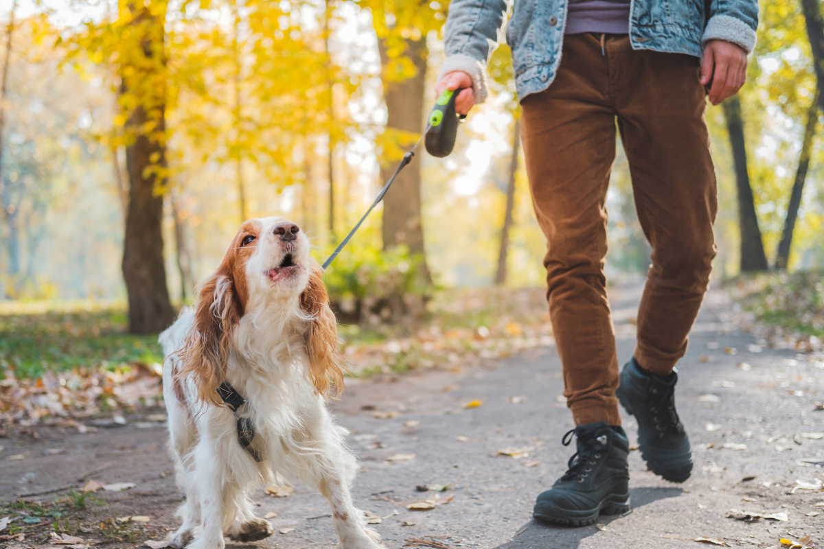 How to Ask People to Give Your Reactive Dog Space