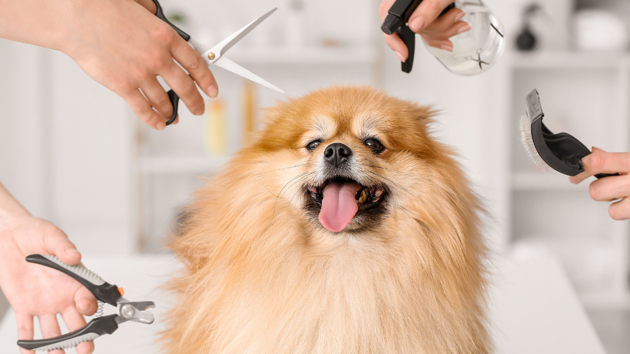 Can Reactive Dogs Go to the Groomer? A Professional Shares Advice