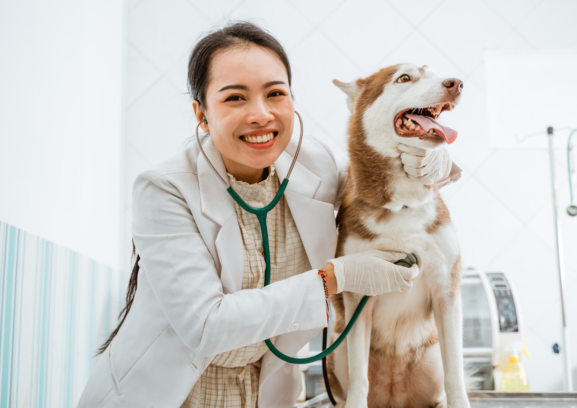 How to Take a Reactive Dog to the Veterinarian