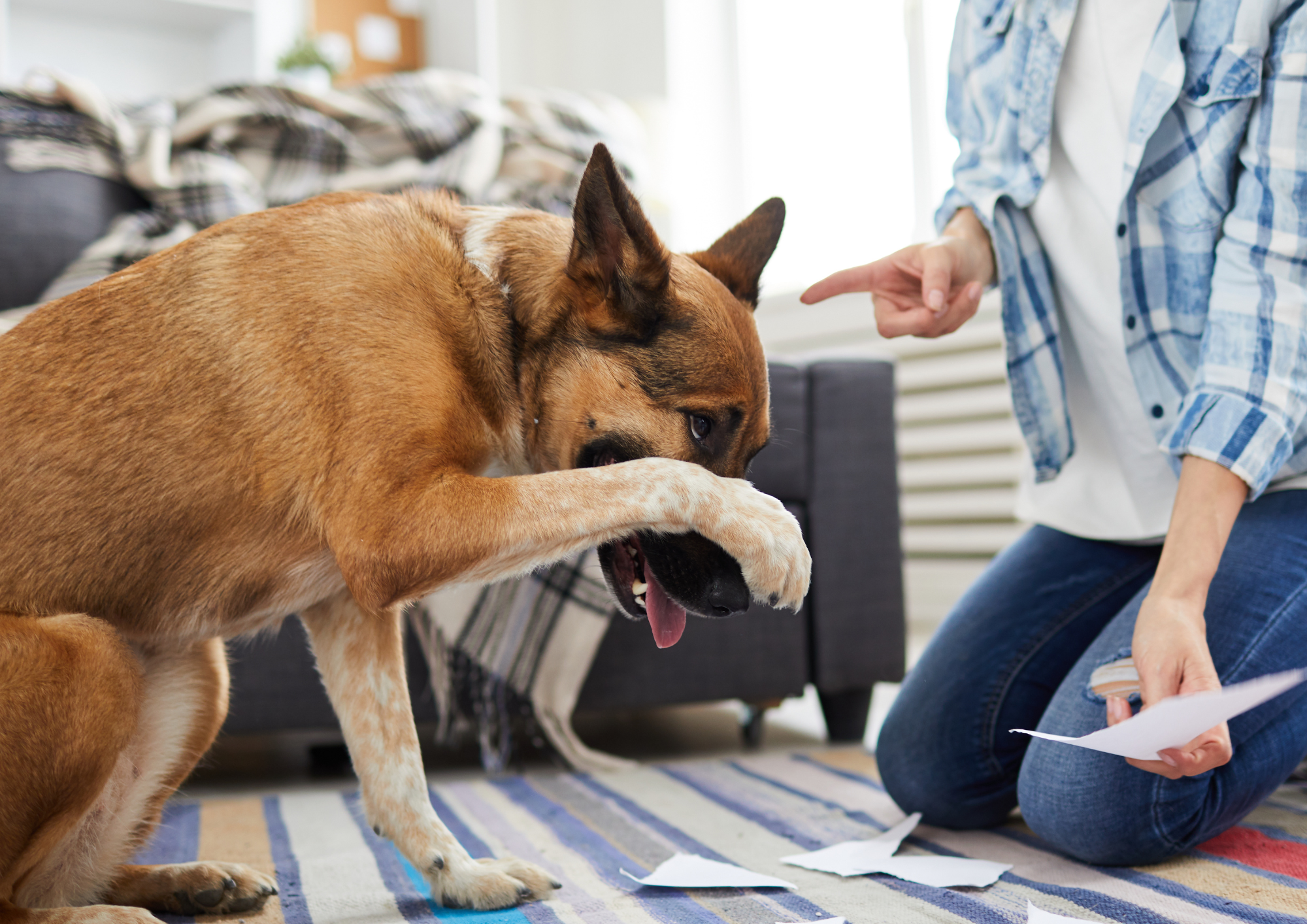 Letter From the Editor: On Yelling At Your Reactive Dog 