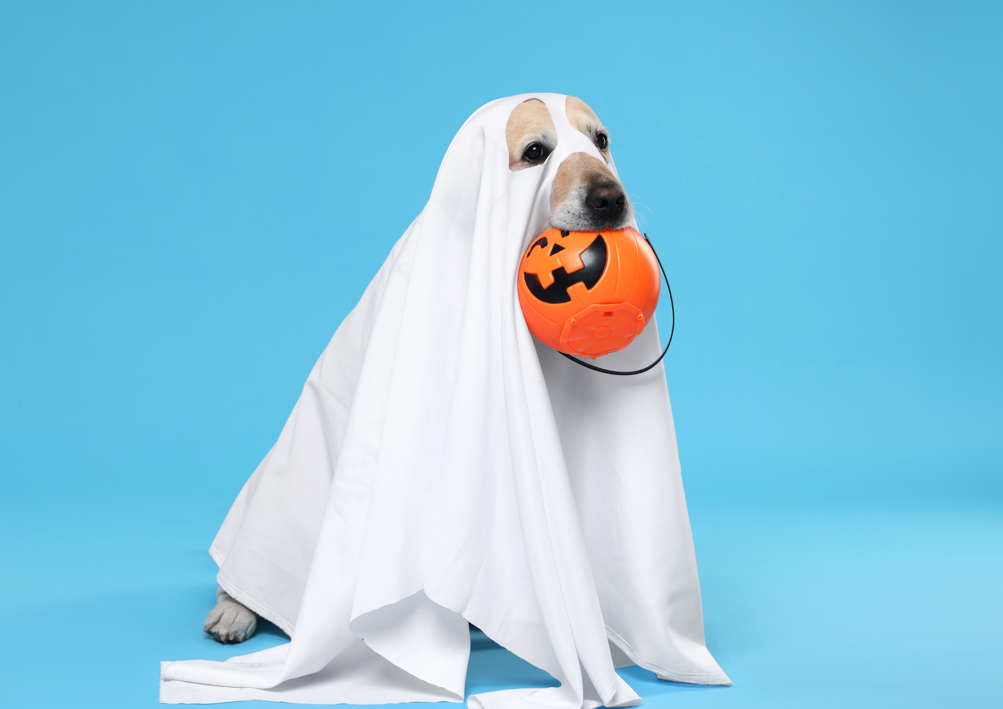 How to Survive Halloween With a Reactive Dog