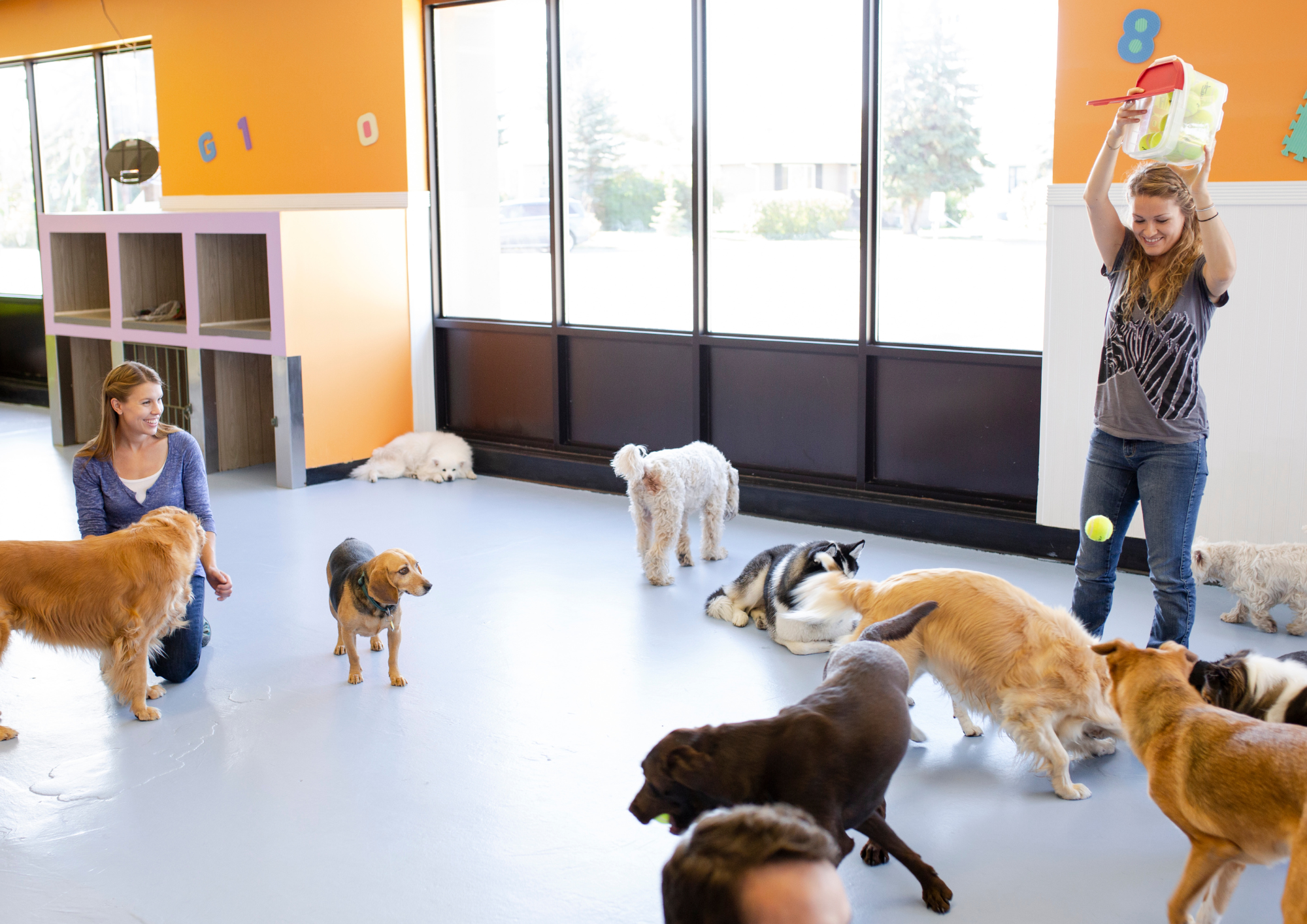 Can Reactive Dogs Go to Daycare or Boarding?
