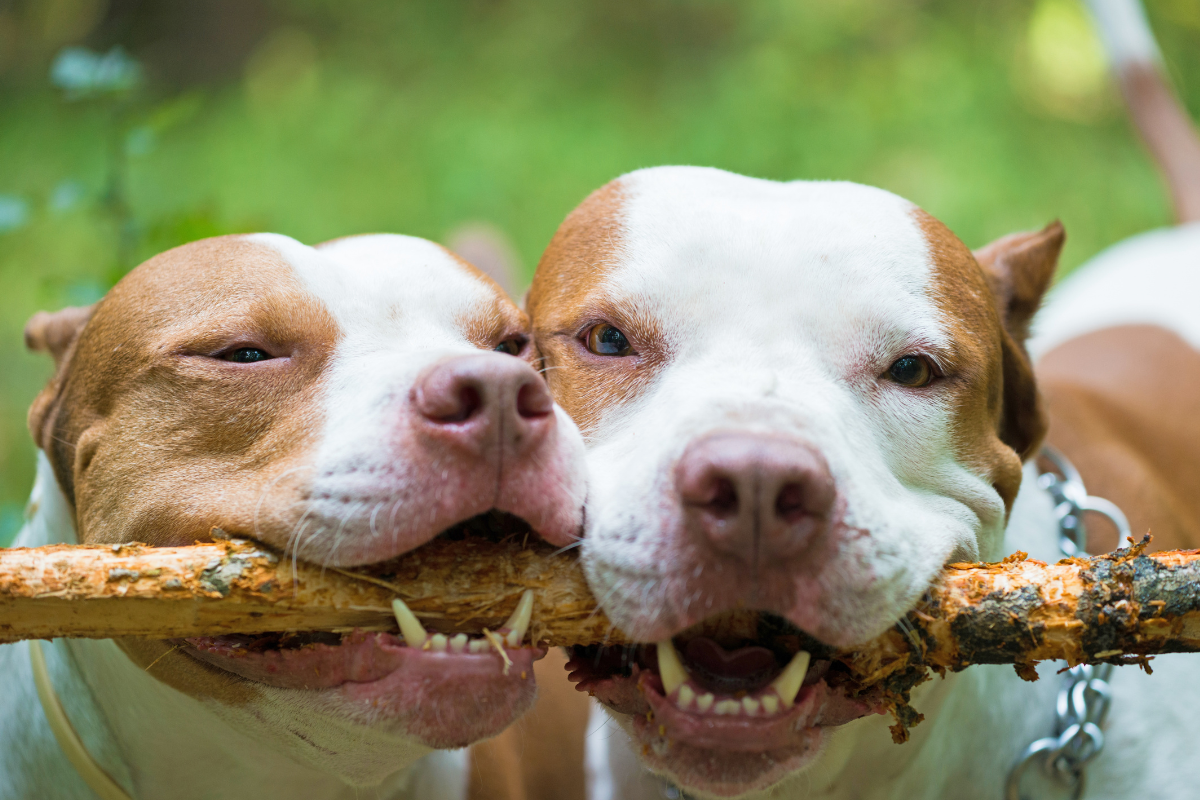 pit bulls chew on wooden stick