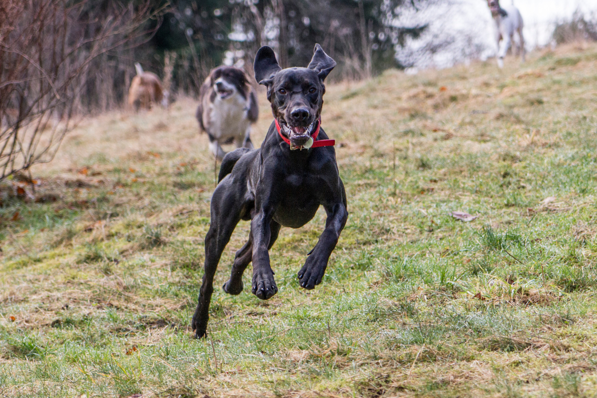 off leash dog running