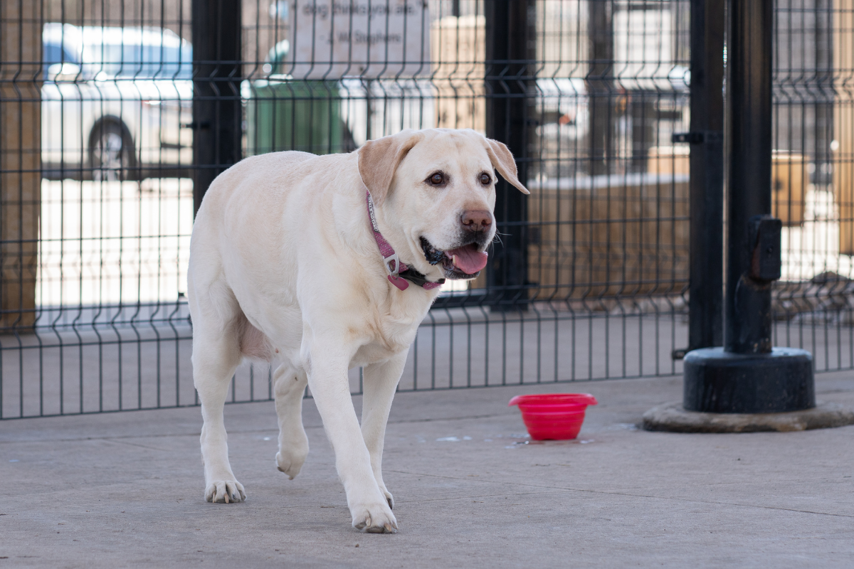 big yellow dog in the city