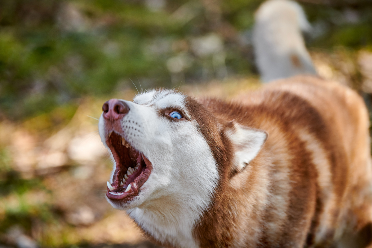 husky barking outside