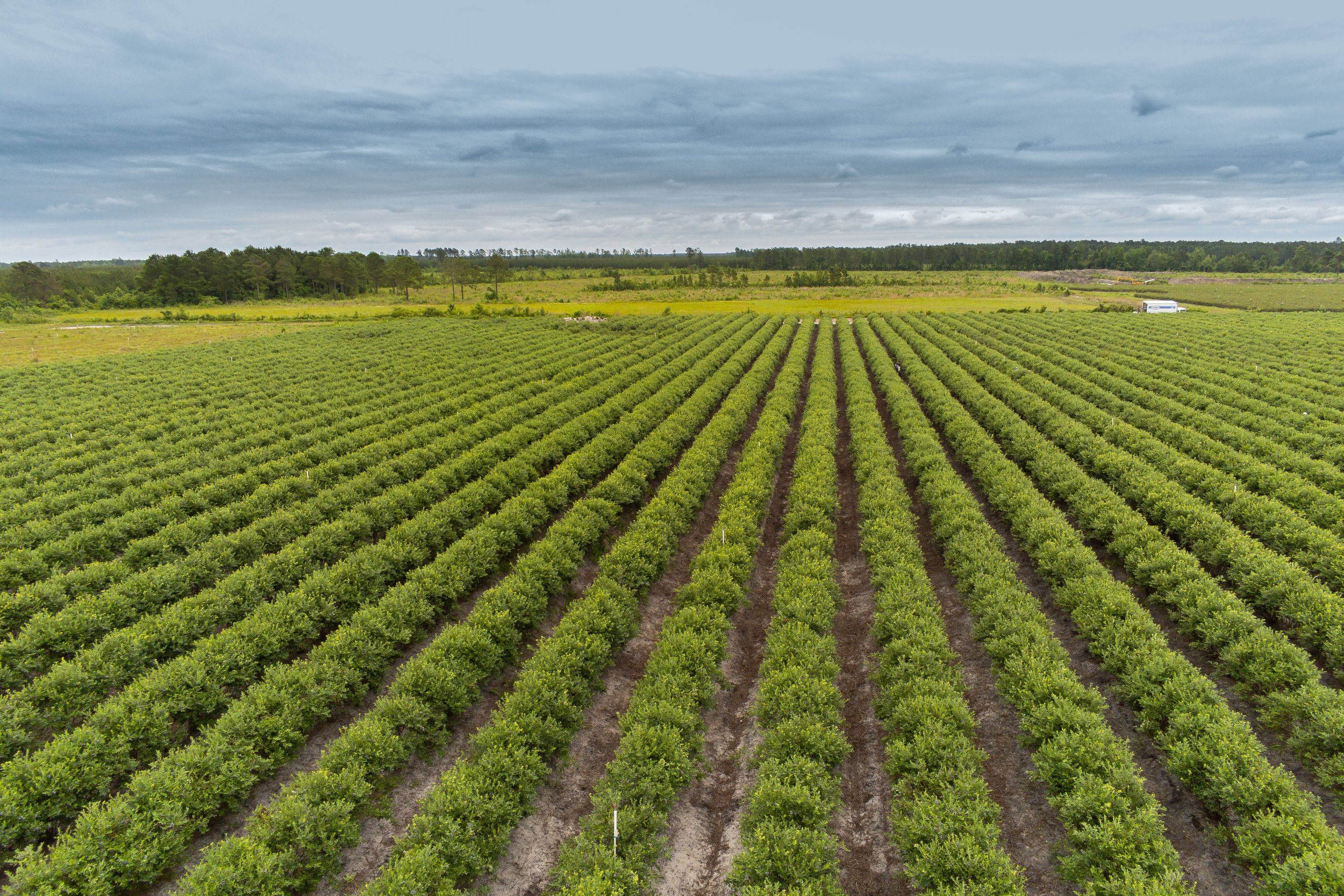 A large farm with neatly arranged rows of green crops stretching into the distance under a cloudy sky.