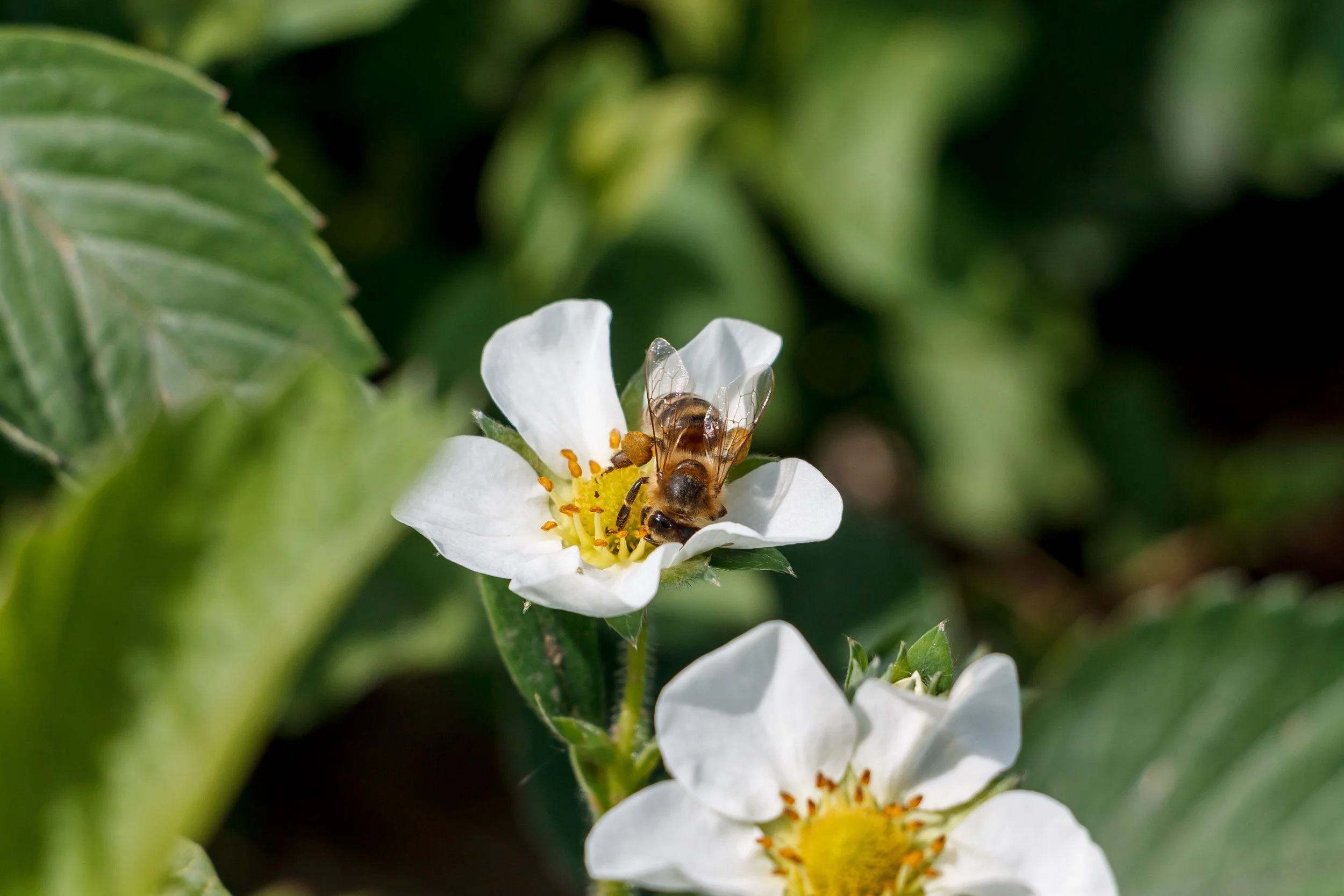 Close-up of a bee gathering nectar from a white flower with yellow stamens, surrounded by green leaves.