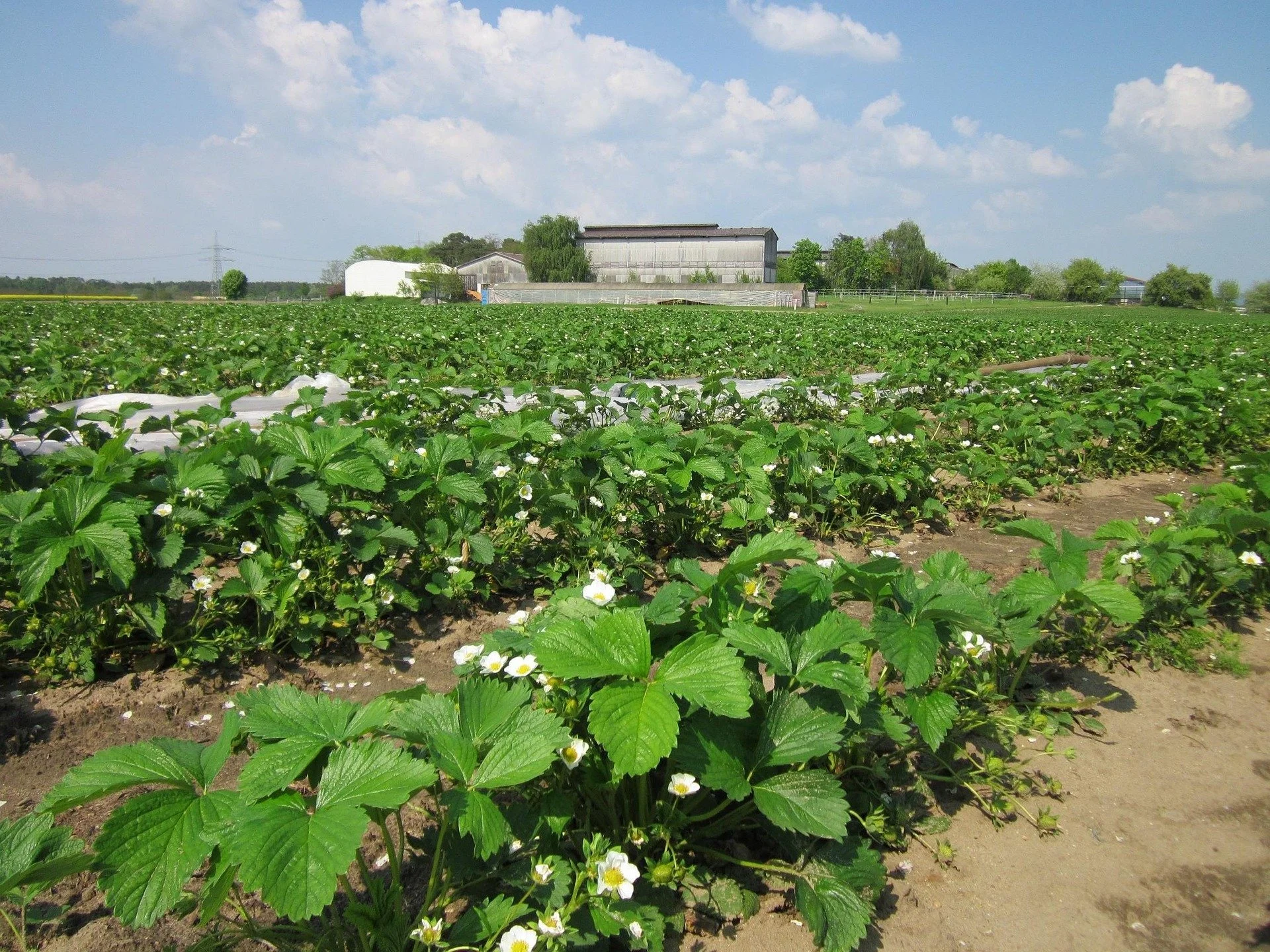 A farm with rows of green strawberry plants with white flowers and a building in the background under a blue sky with scattered clouds.