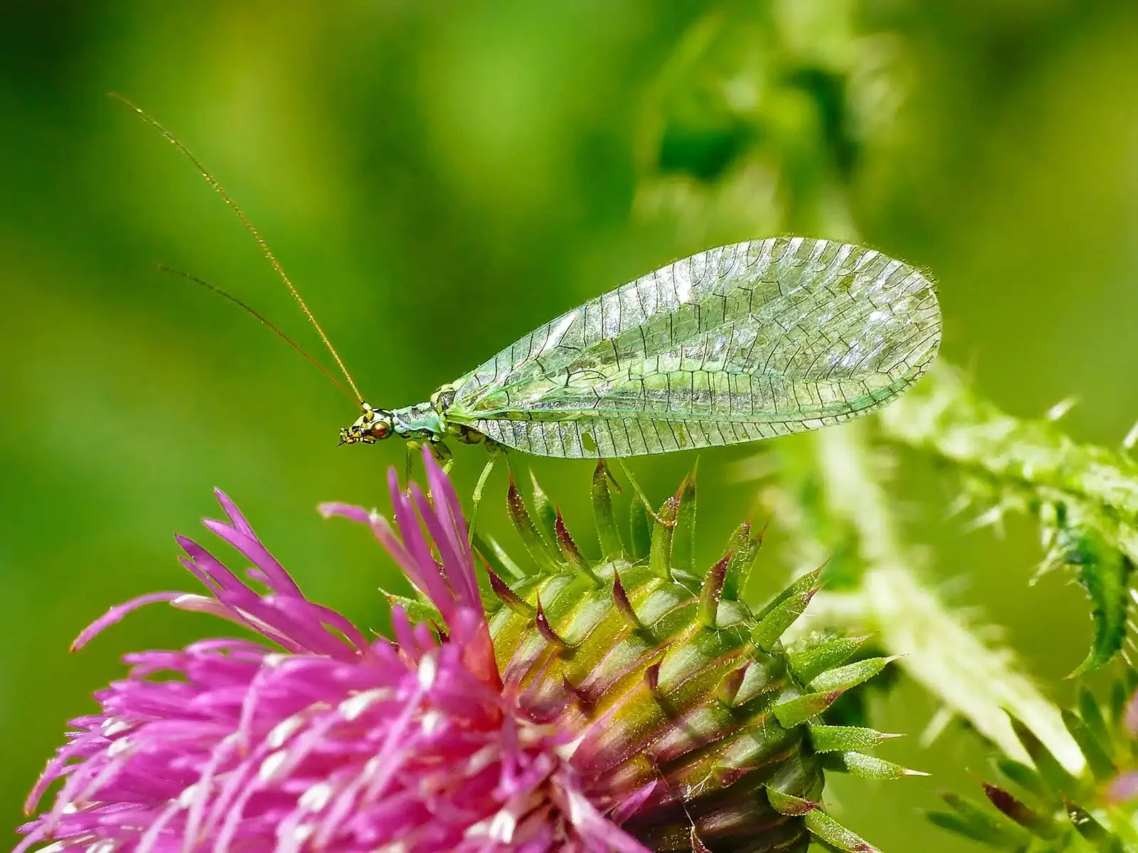 A close-up of a green insect with transparent wings perched on a purple thistle flower with green foliage in the background.