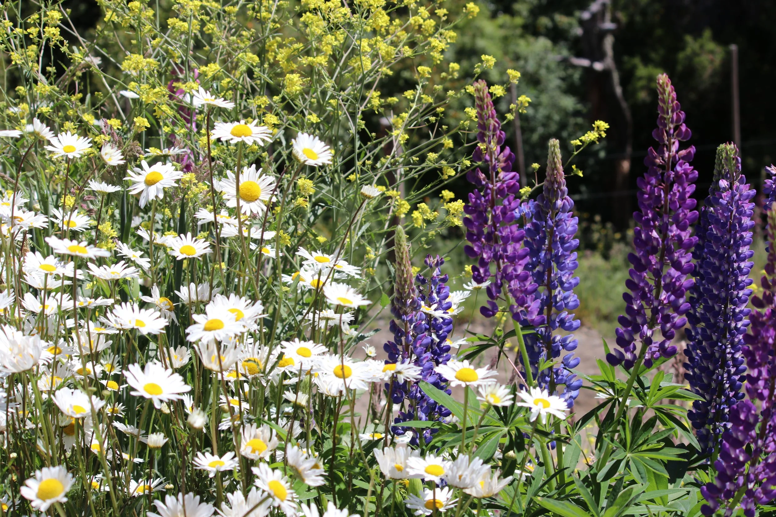 A vibrant garden scene with white daisies featuring yellow centers, tall purple lupines, and yellow wildflowers, set against a backdrop of green foliage and trees.
