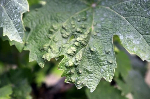 Close-up of a green grape leaf with signs of leaf curl damage.