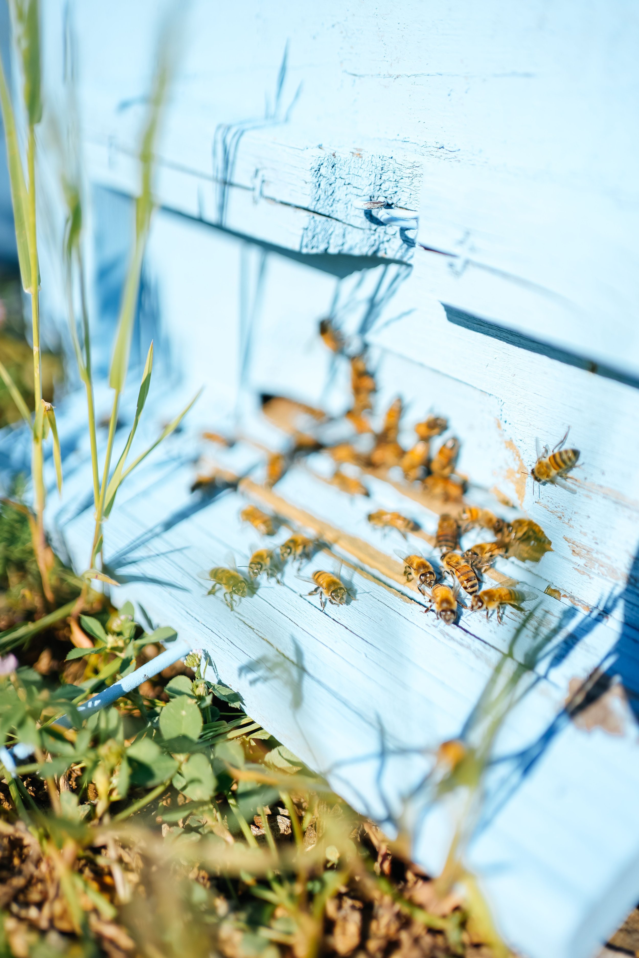 Close-up of honeybees on a light blue hive box outdoors, with green grass and sunlight.