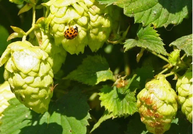 Close-up of green raspberries on a bush with a ladybug on one raspberry.