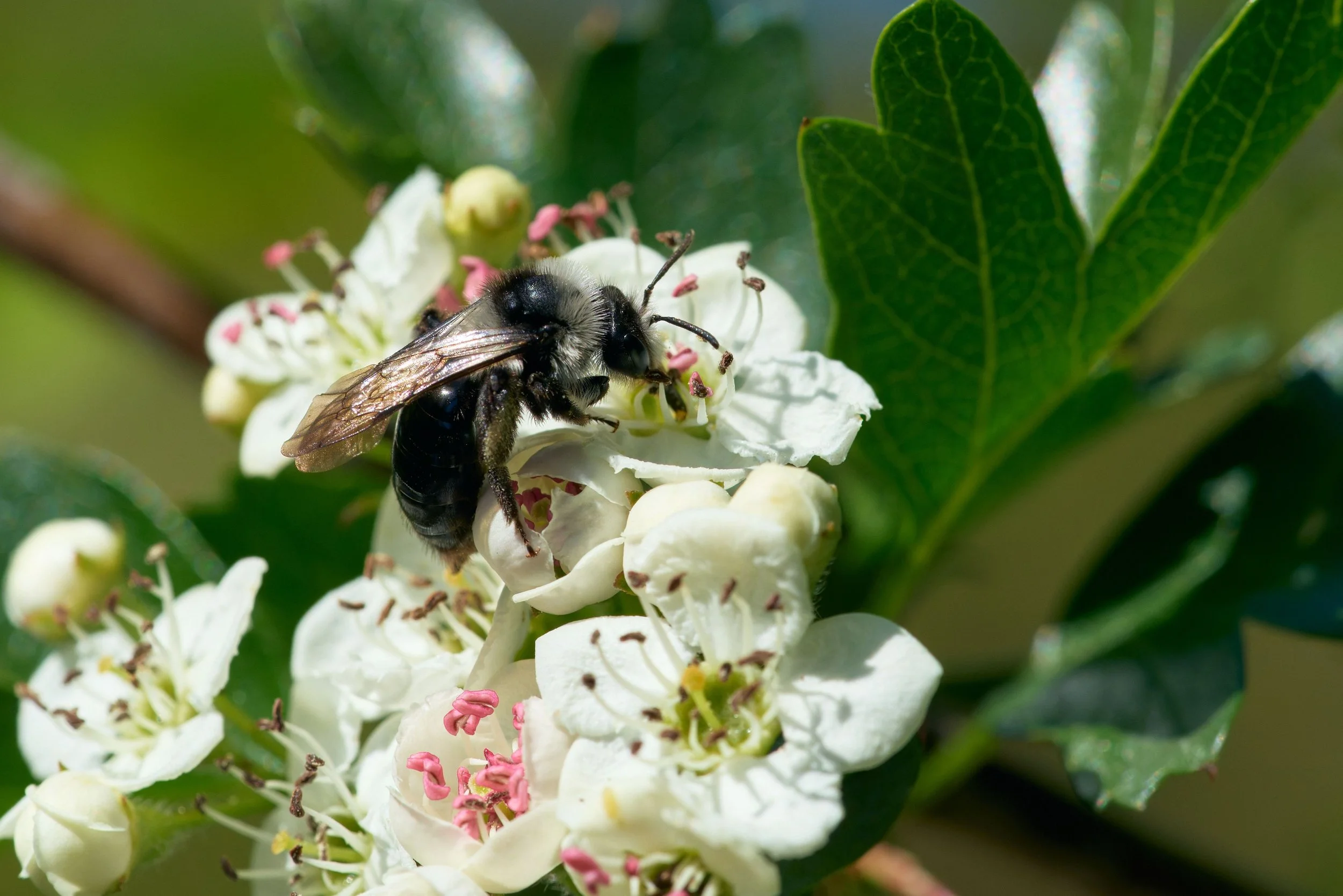 Close-up of a bee collecting nectar from white berries on a green plant.