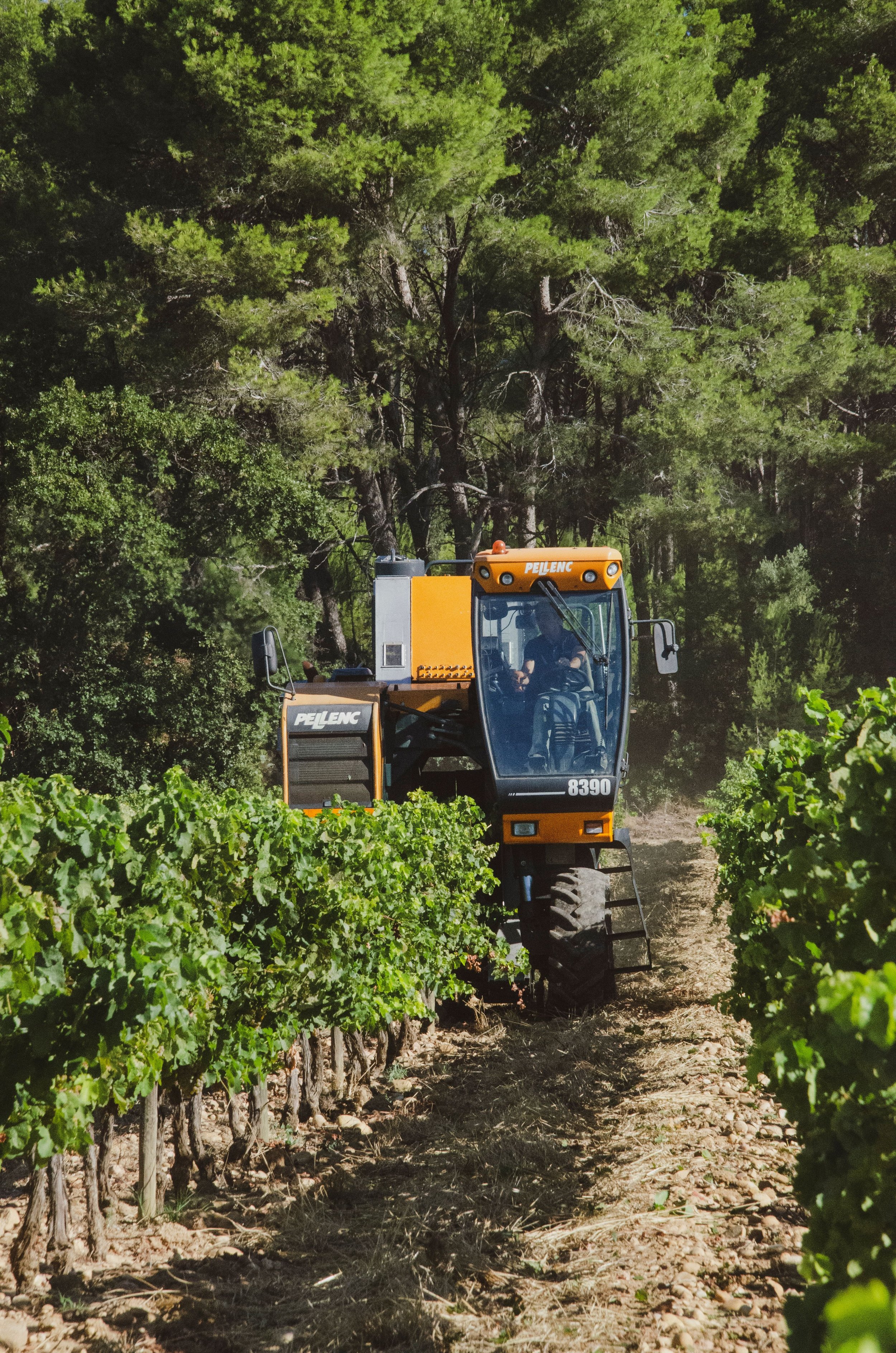 A yellow vineyard harvester machine working between rows of green grapevines in a vineyard with dense trees in the background.