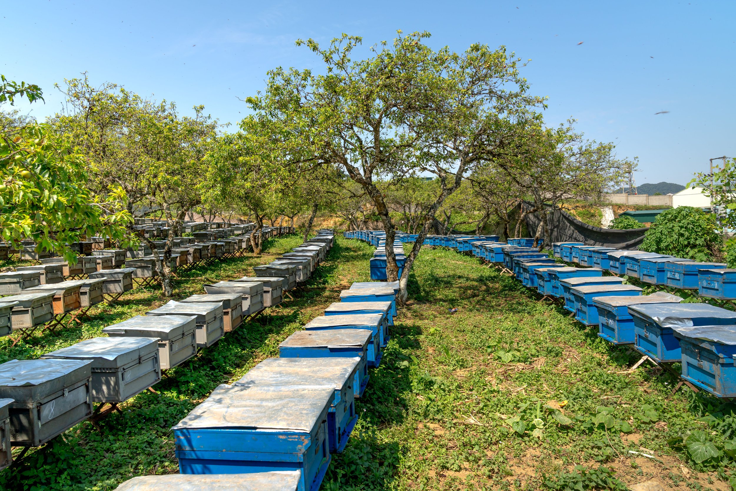 Several blue and gray beekeeping hives are arranged in rows under trees in a sunny outdoor setting with clear blue sky.