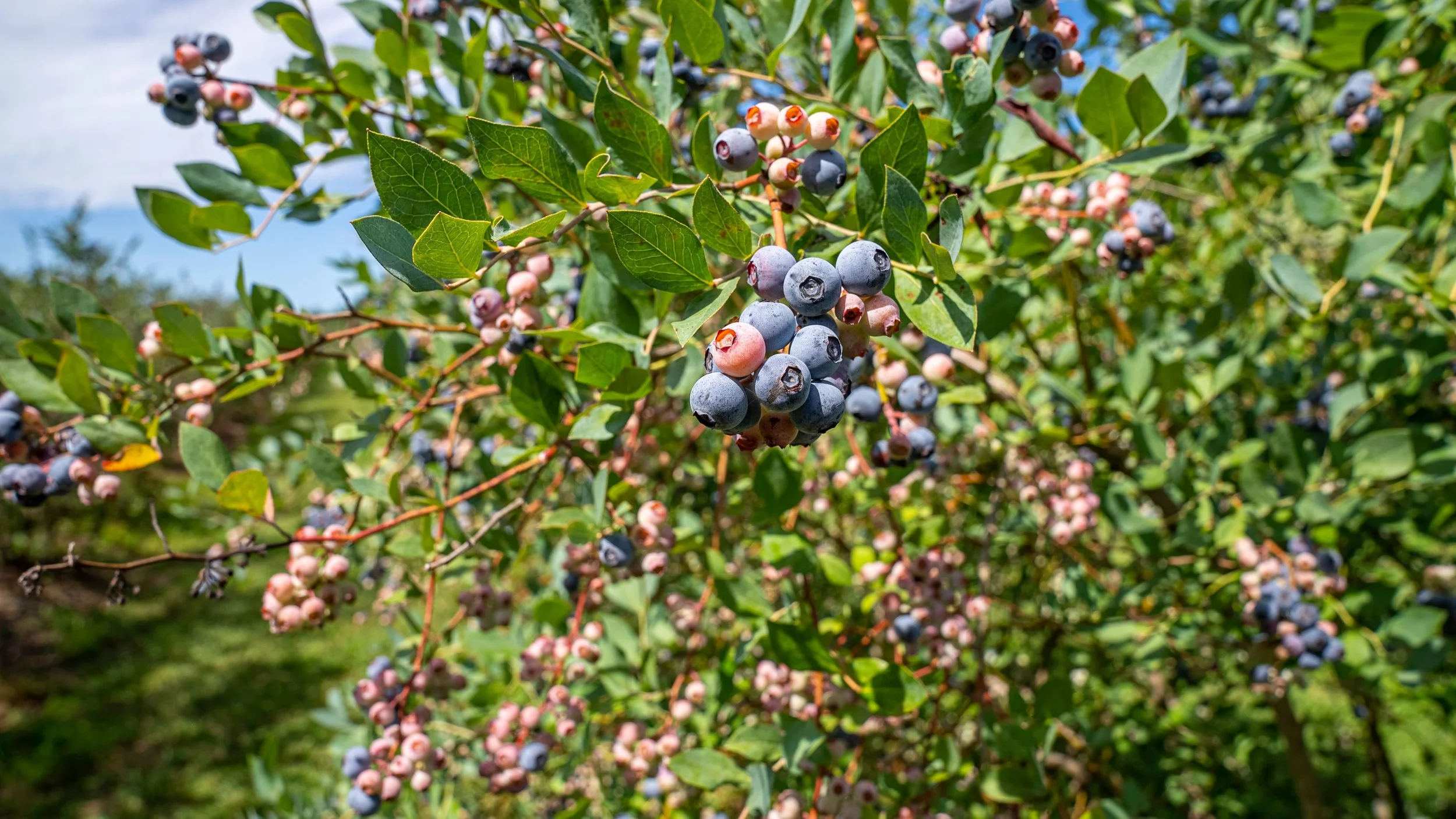 Close-up of blueberry bushes with ripening blueberries and green leaves in a sunny outdoor setting.