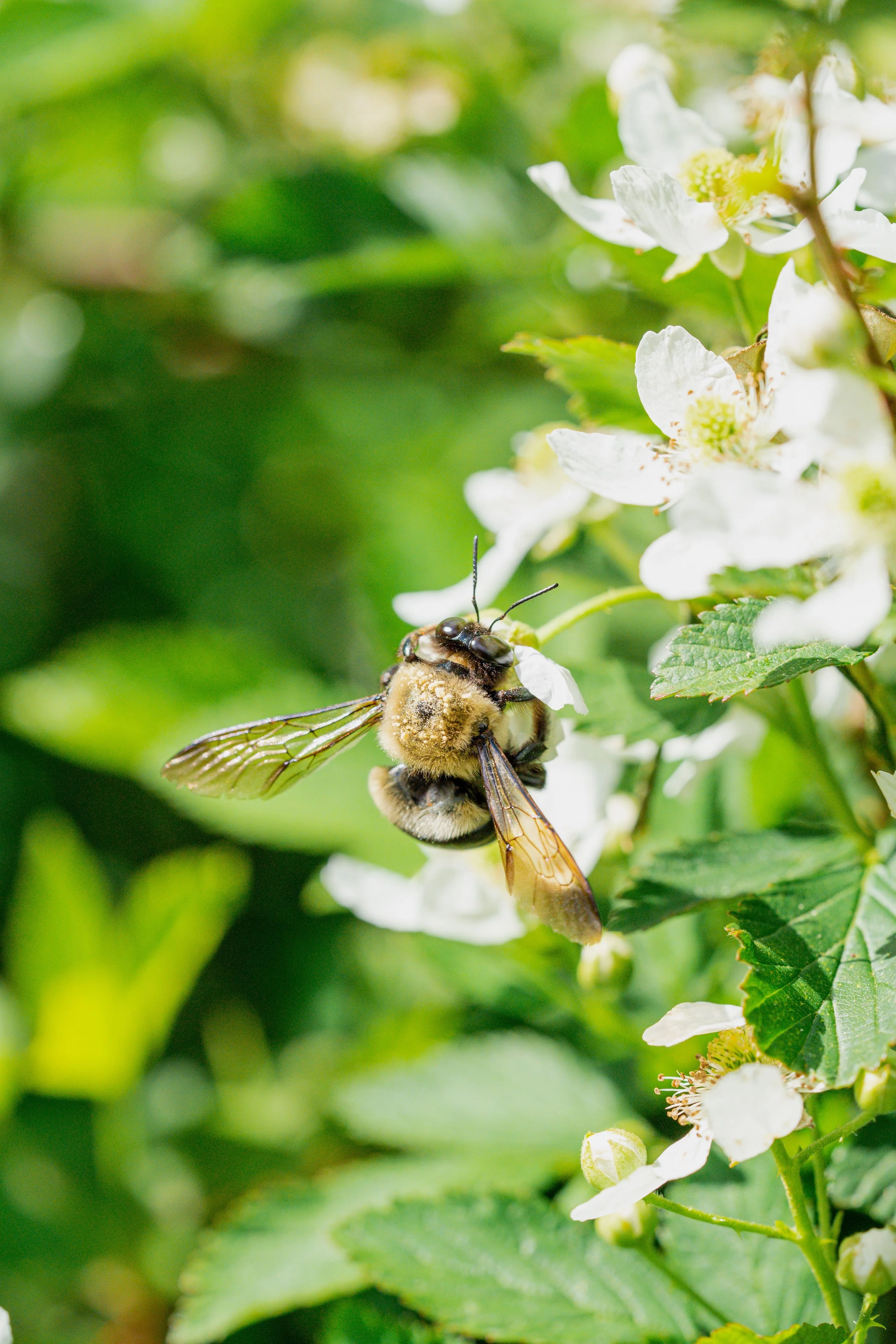Close-up of a bee gathering nectar from white flowers among green leaves.