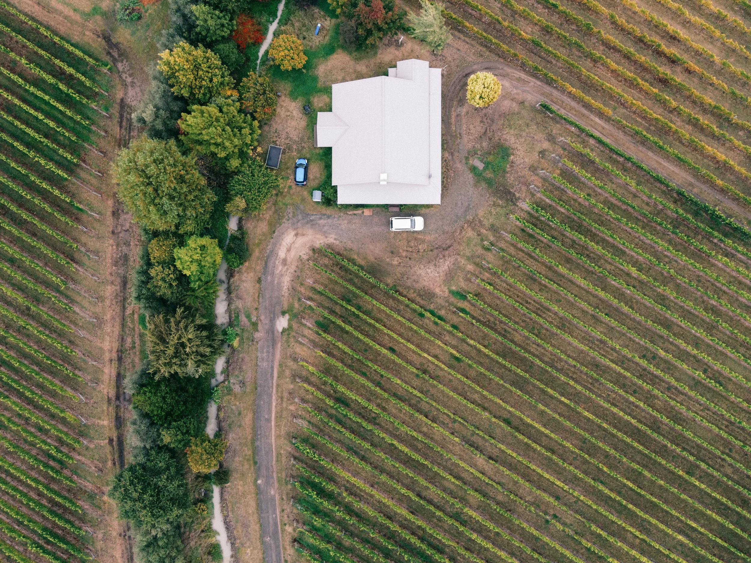 An aerial view of a farm with a white barn, surrounded by trees and vineyard rows. A dirt driveway leads to the barn, and there are a few parked vehicles nearby.