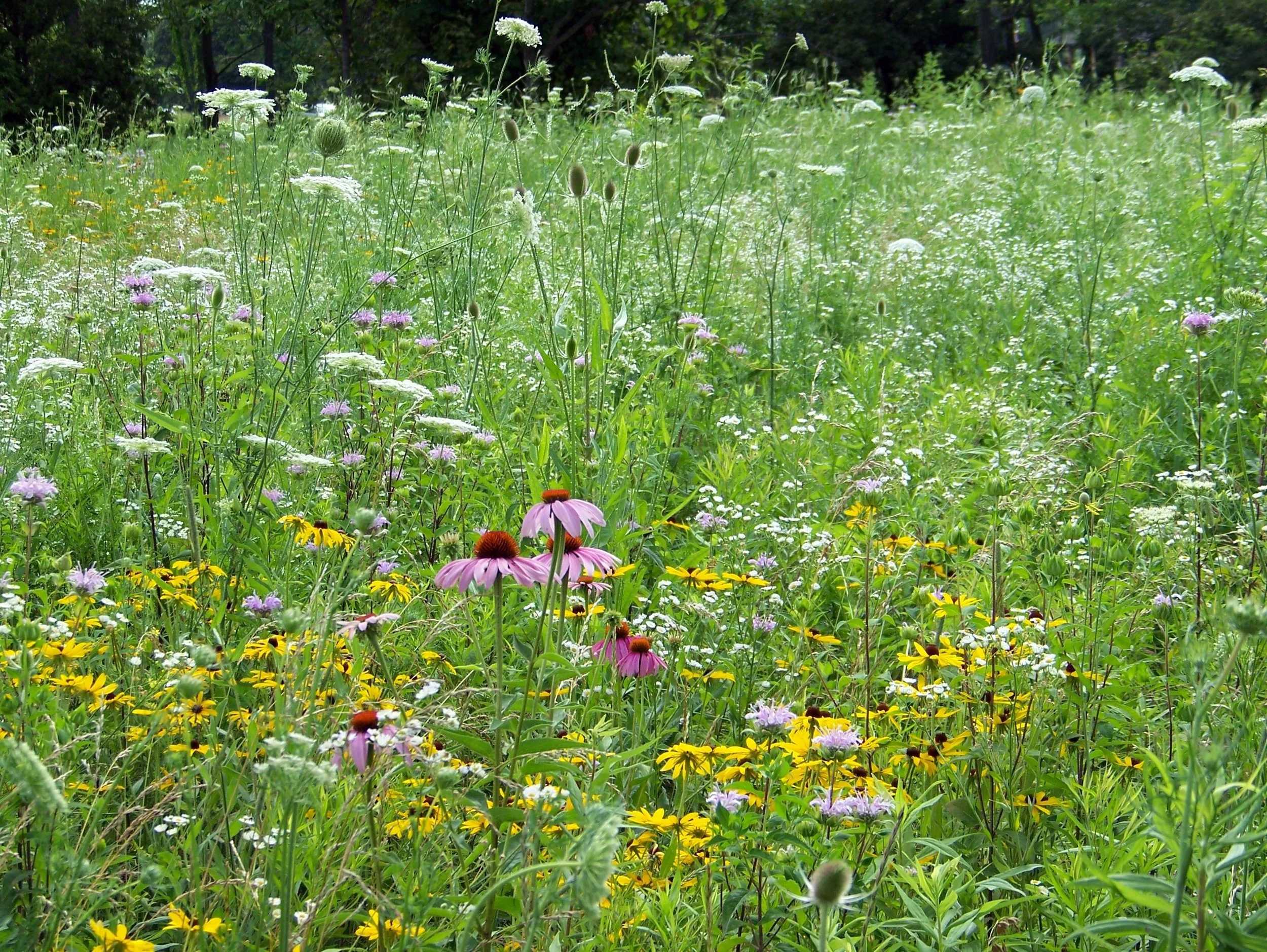 A lush green meadow filled with wildflowers, including purple coneflowers, black-eyed Susans, and Queen Anne's lace, with a forest in the background.