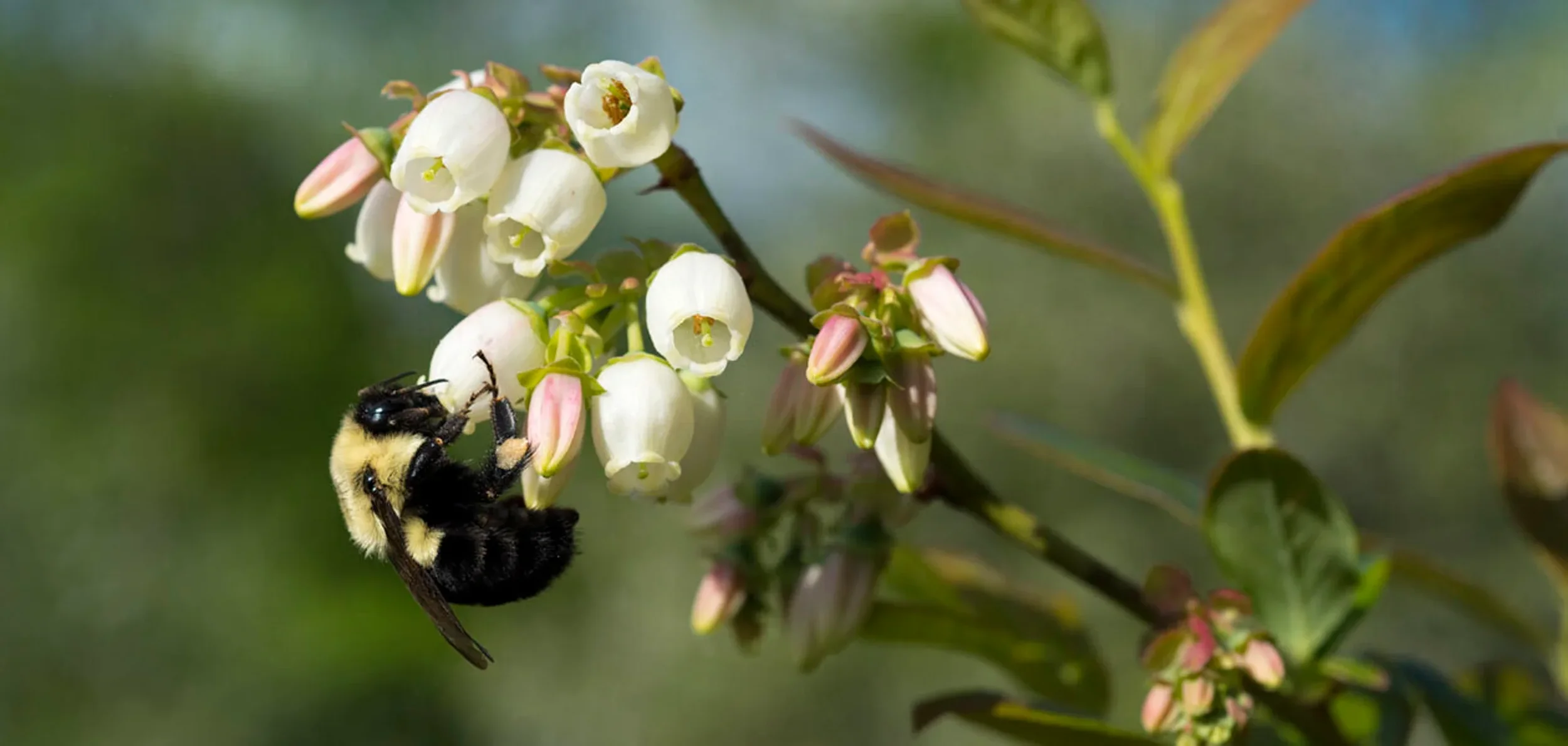 Native bumblebee servicing blueberry flower