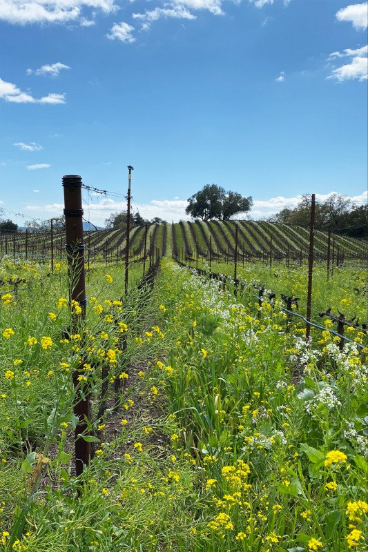 Vineyard with rows of grapevines, yellow wildflowers in the foreground, and a few trees under a partly cloudy blue sky.