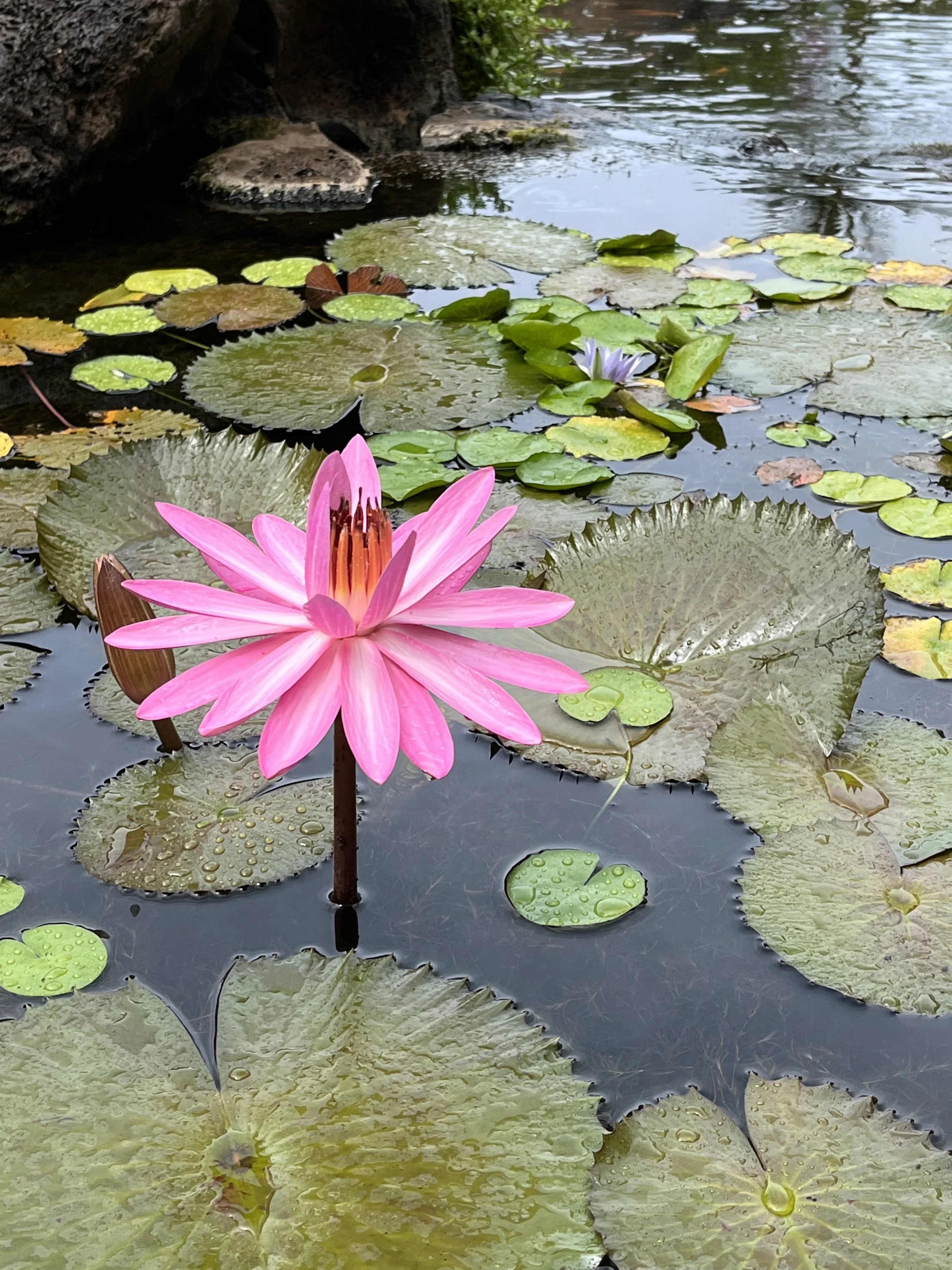 pink lotus flower blooming over several water lilies in water