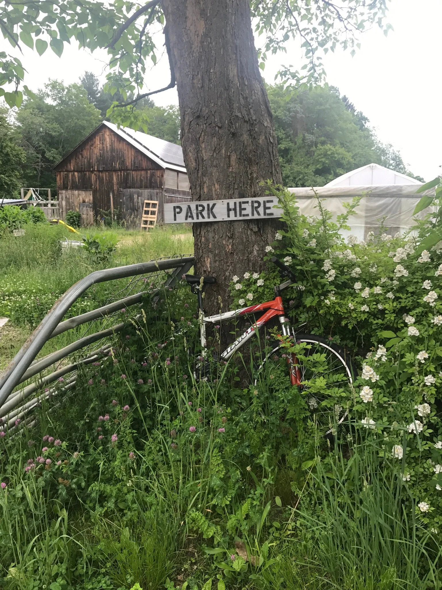 Tree trunk with "park here sign." At the base, a bicycle missing a head and handlebars in tall weeds. Brown barn and trees in background.