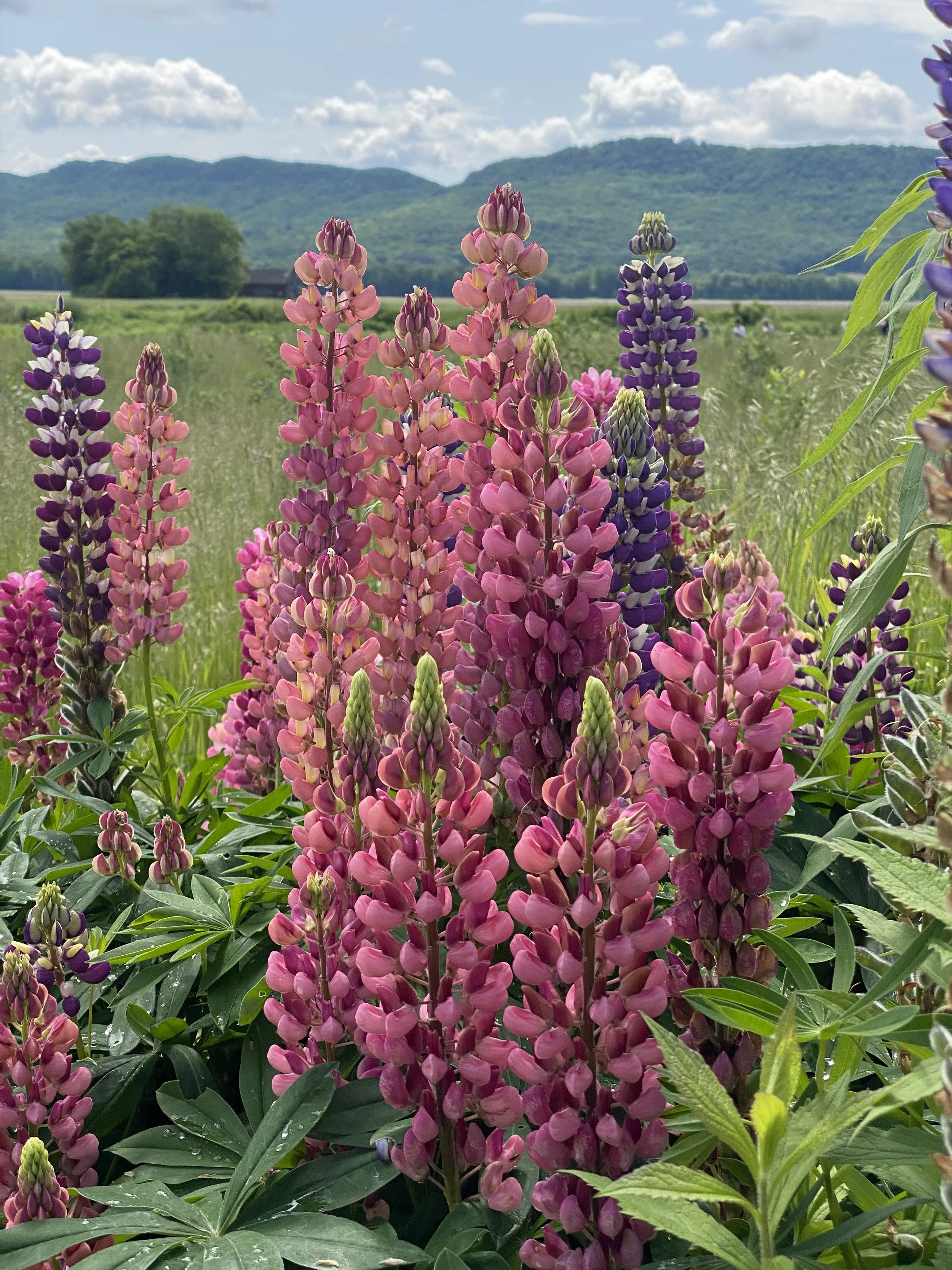 Pink and Purple Snap Dragon flowers in front of green hills