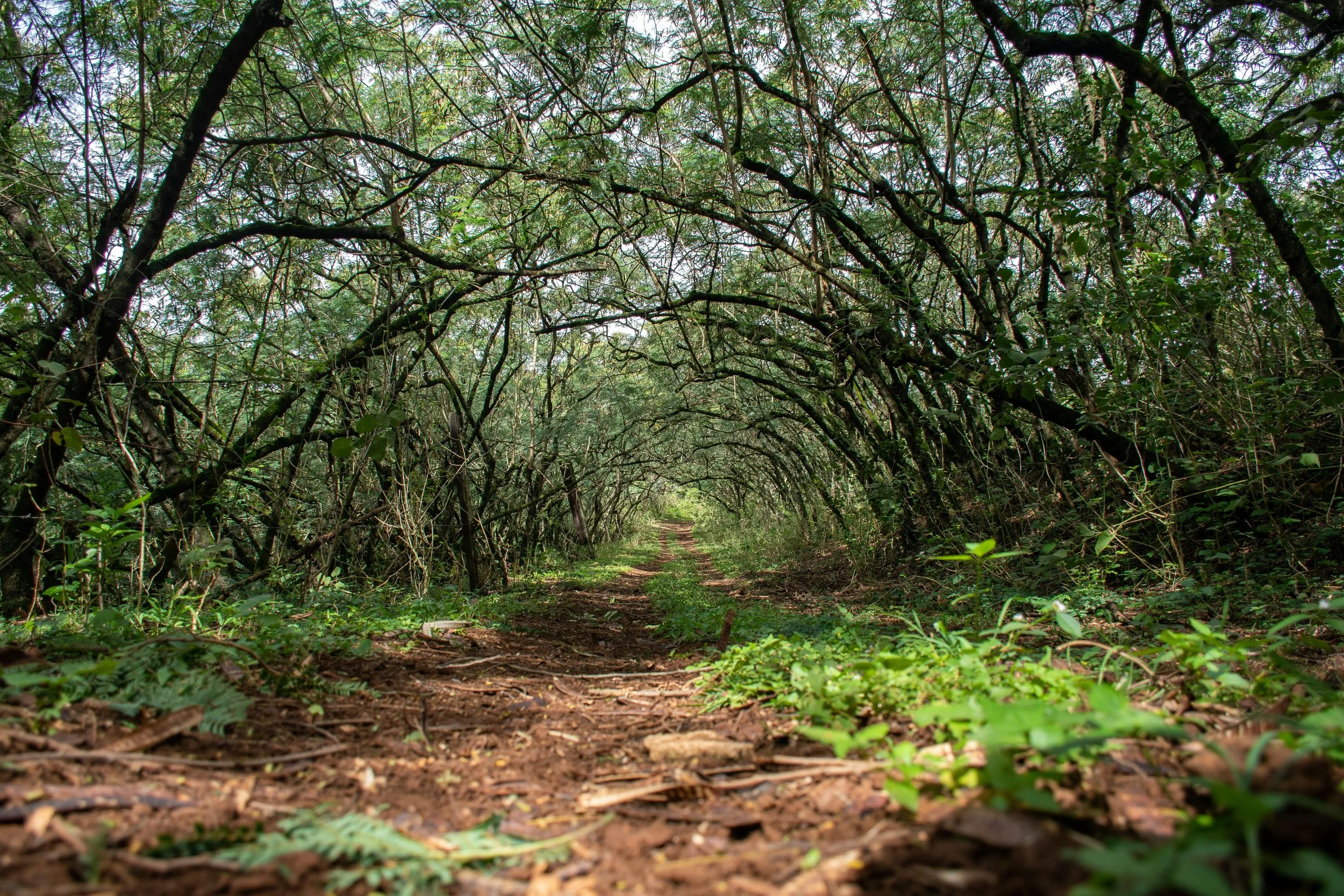 pathway under trees growing toward eachother in an arch