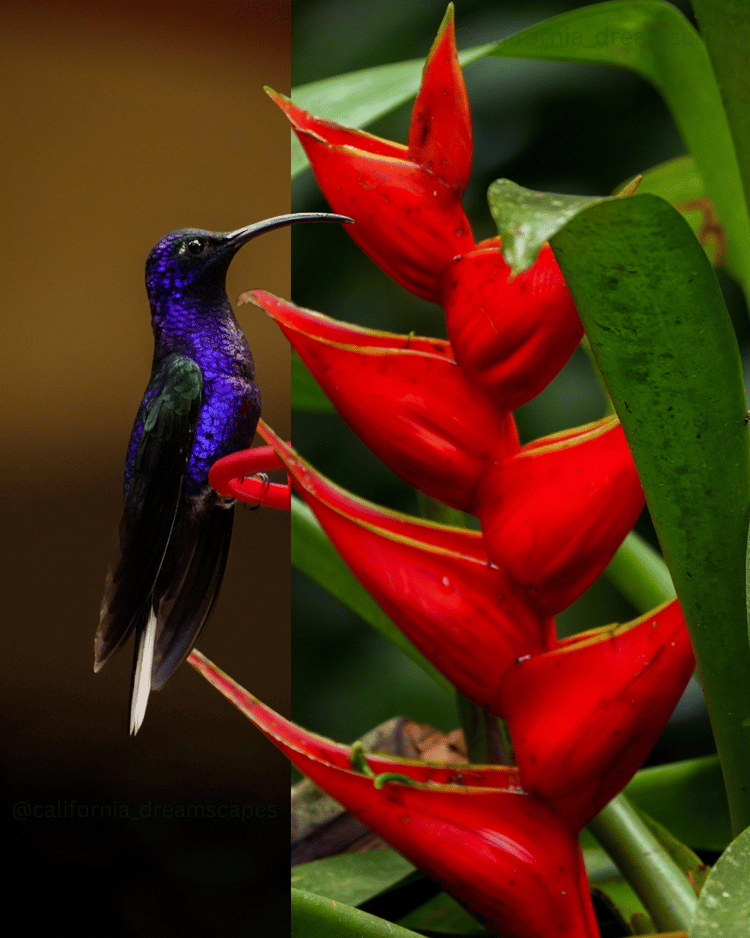 Crimson Nectar