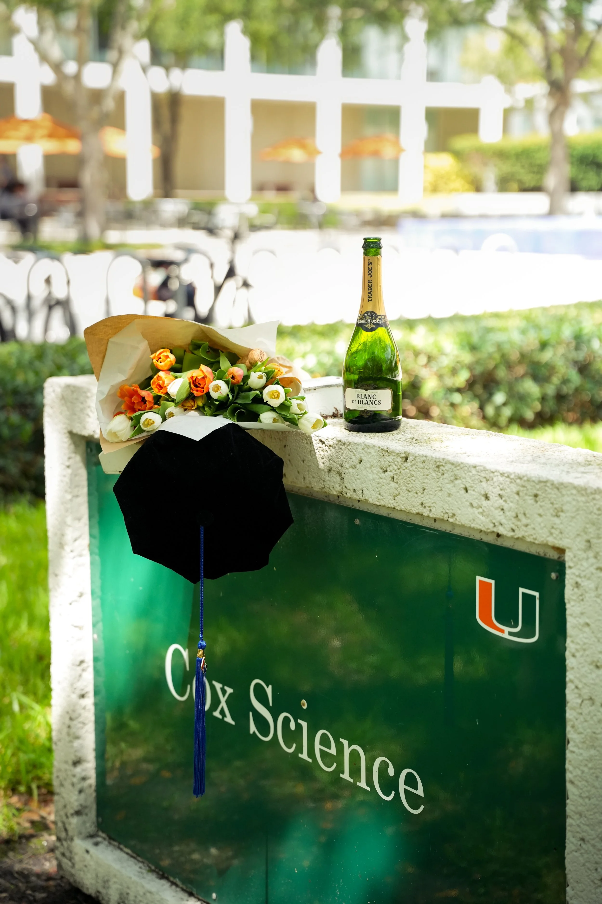 A bouquet of orange and white tulips with green leaves resting on a white stone ledge. Next to the bouquet is a green glass bottle of Trader Joe's Blanc de Blancs champagne, with a black label. A black graduation cap with a blue tassel hangs from the