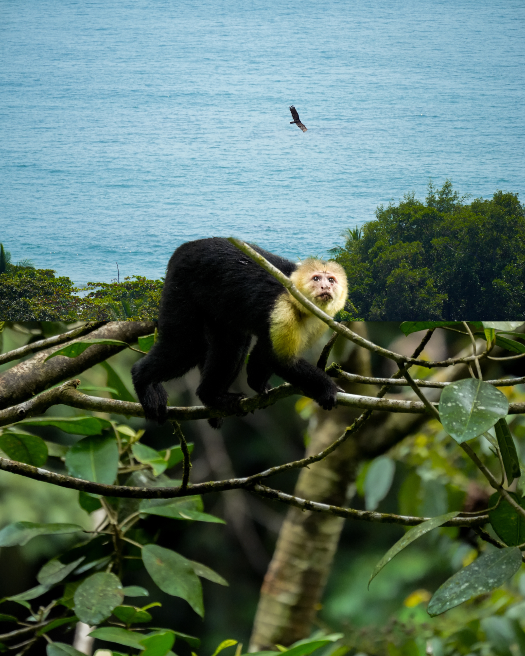 Capuchin's Gaze