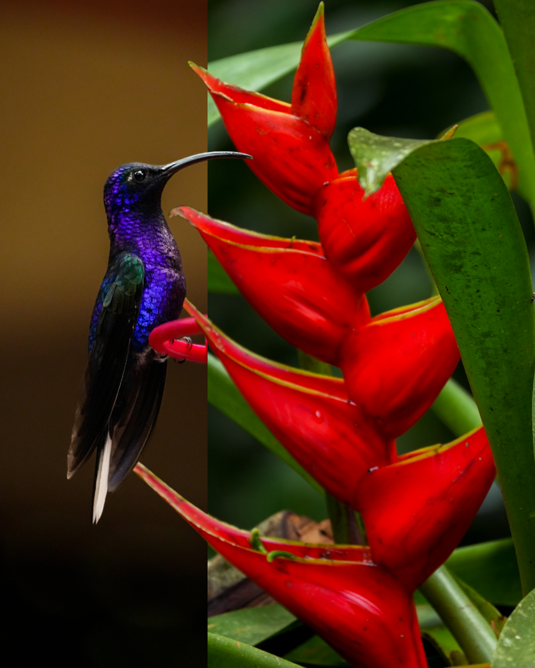 Crimson Nectar