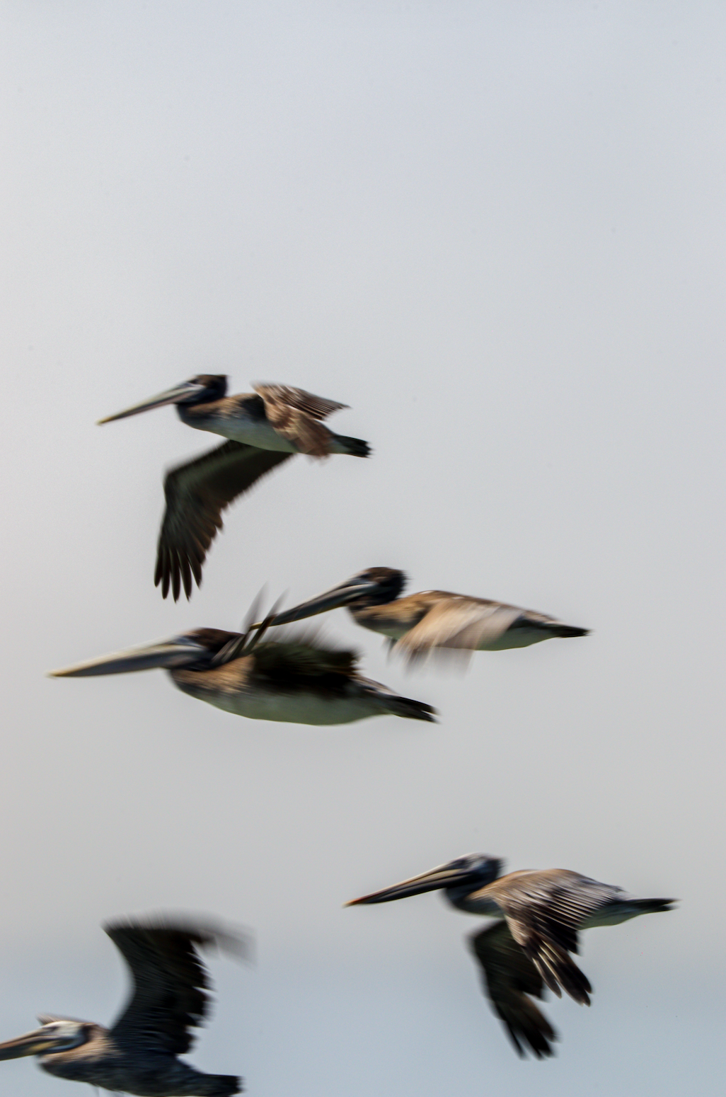 California Pelicans