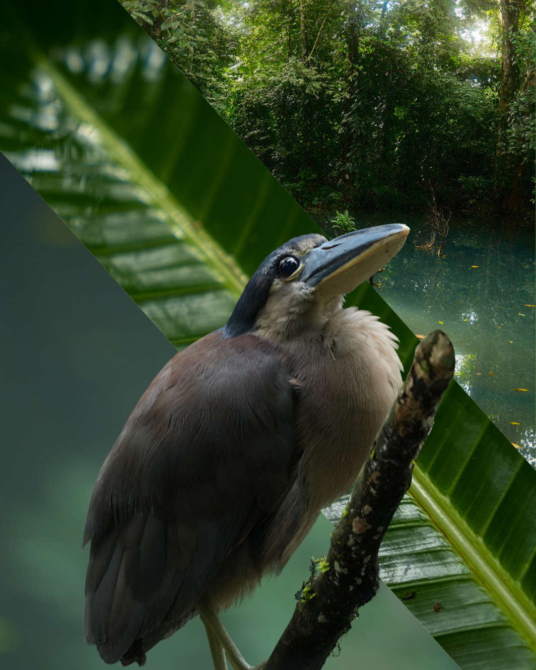 Twilight Heron