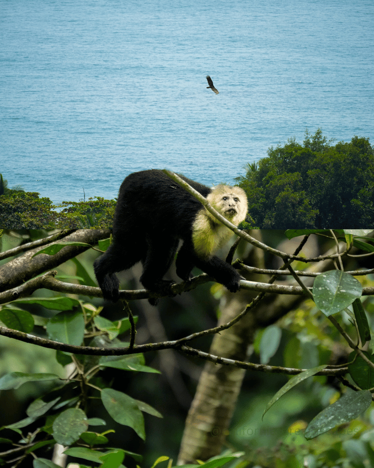 Capuchin's Gaze