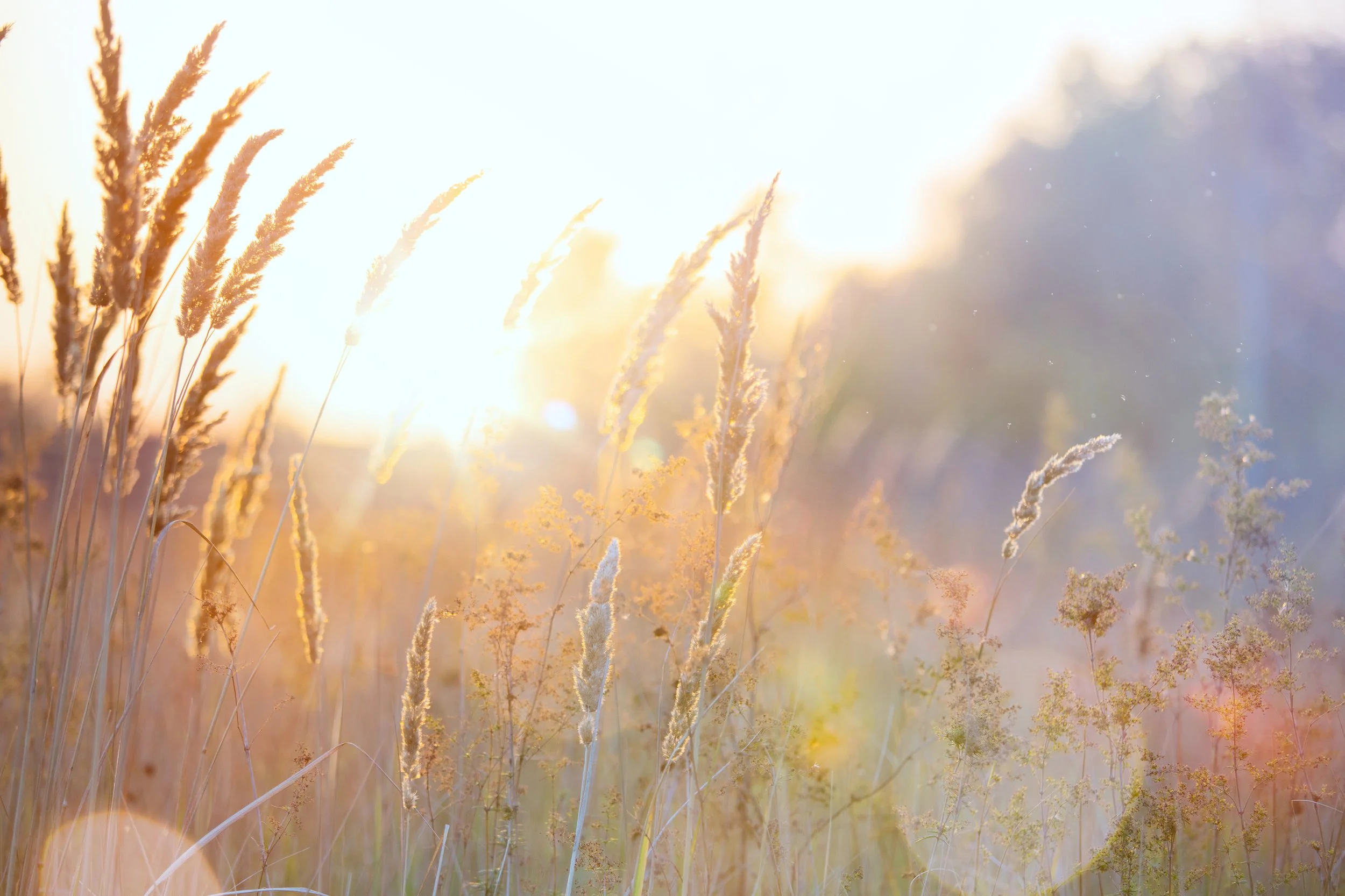 AdobeStock_92010751.jpeg