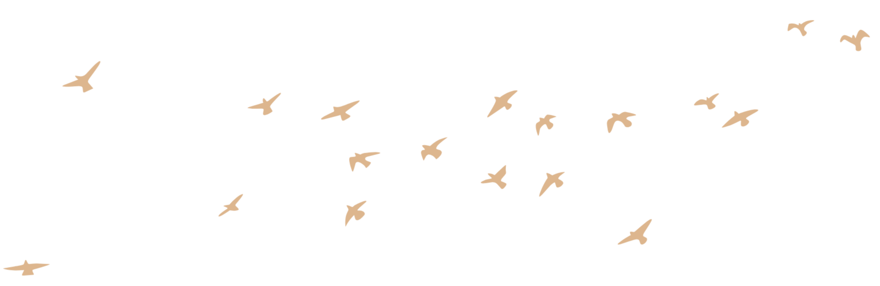 A graphic of a flock of birds flying.