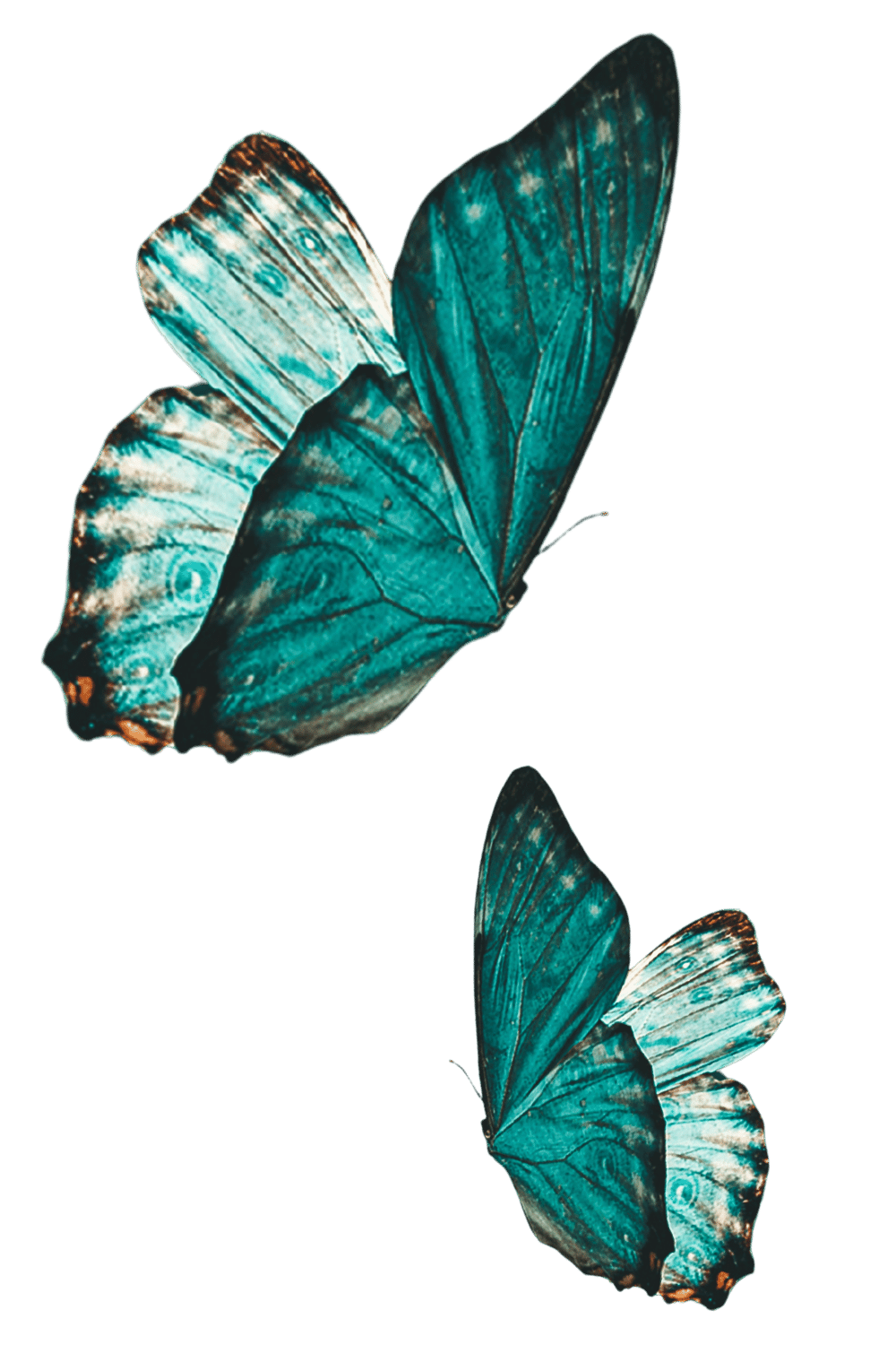 Multiple teal coloured butterflies, arranged vertically.