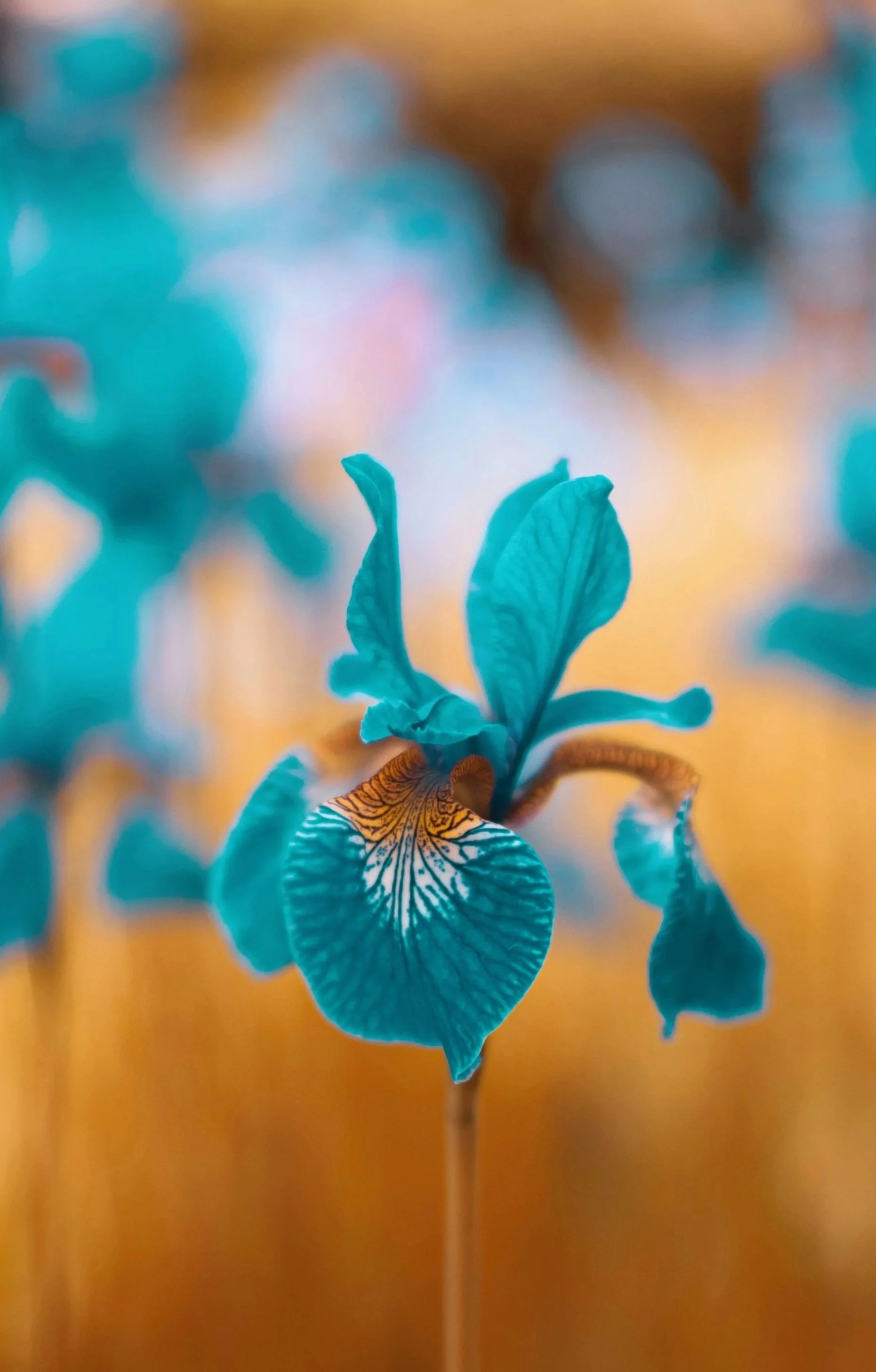 Close-up of a blue orchid flower with a blurred background of warm lights.