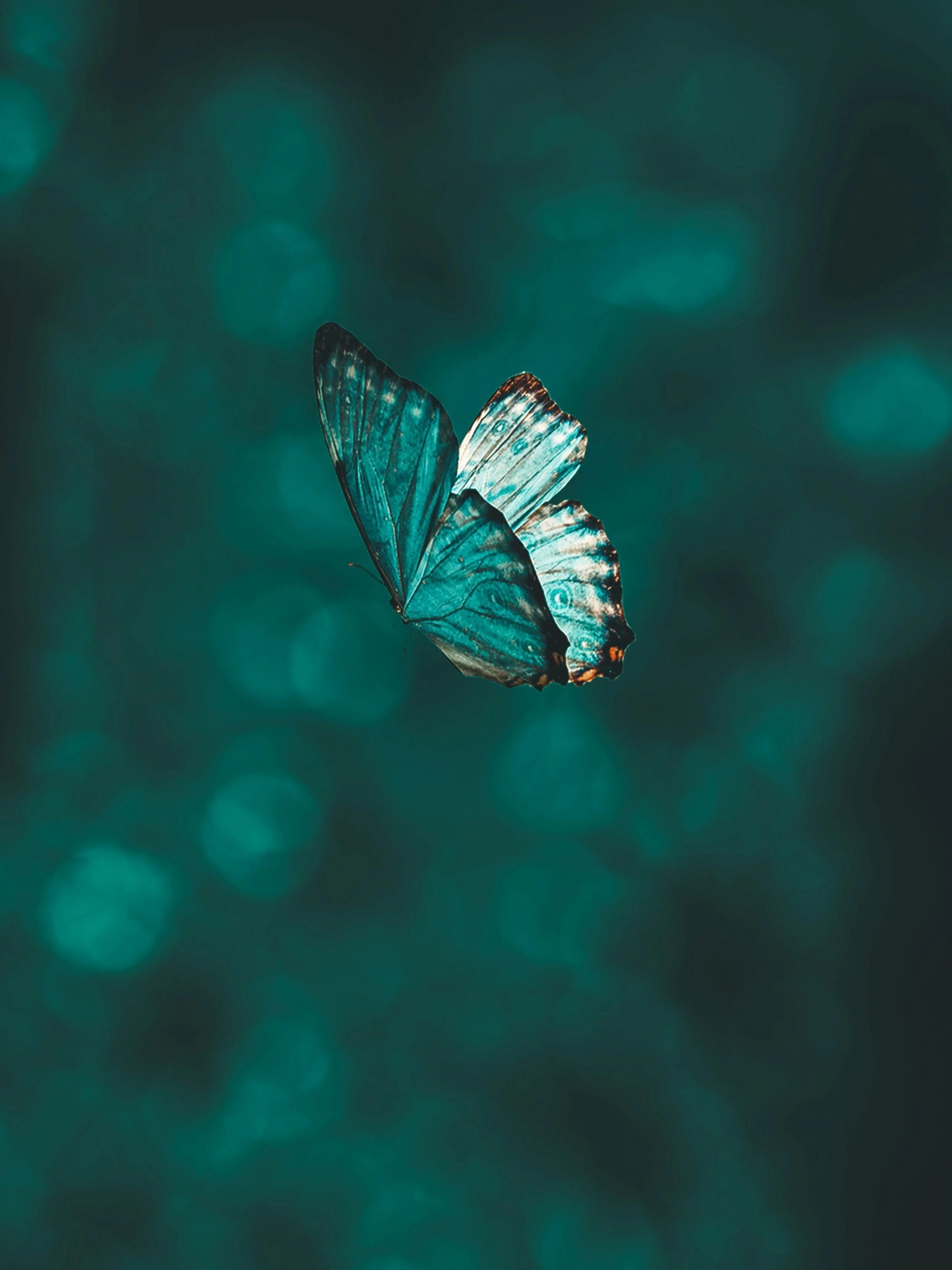 A close-up of a butterfly with metallic blue and black wings, against a blurred teal background with bokeh effects.