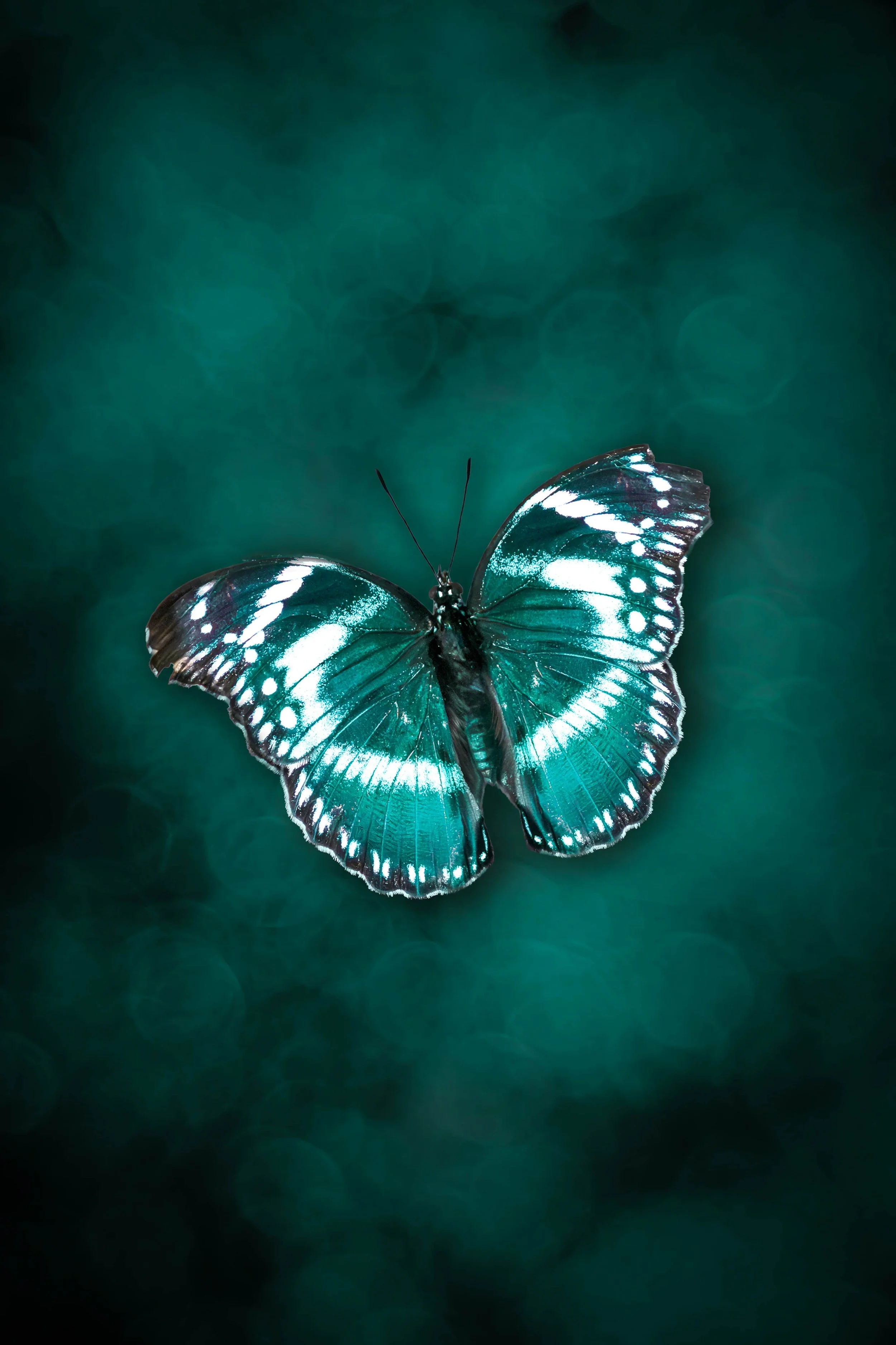 A butterfly with iridescent blue and black wings wing resting on a green background.
