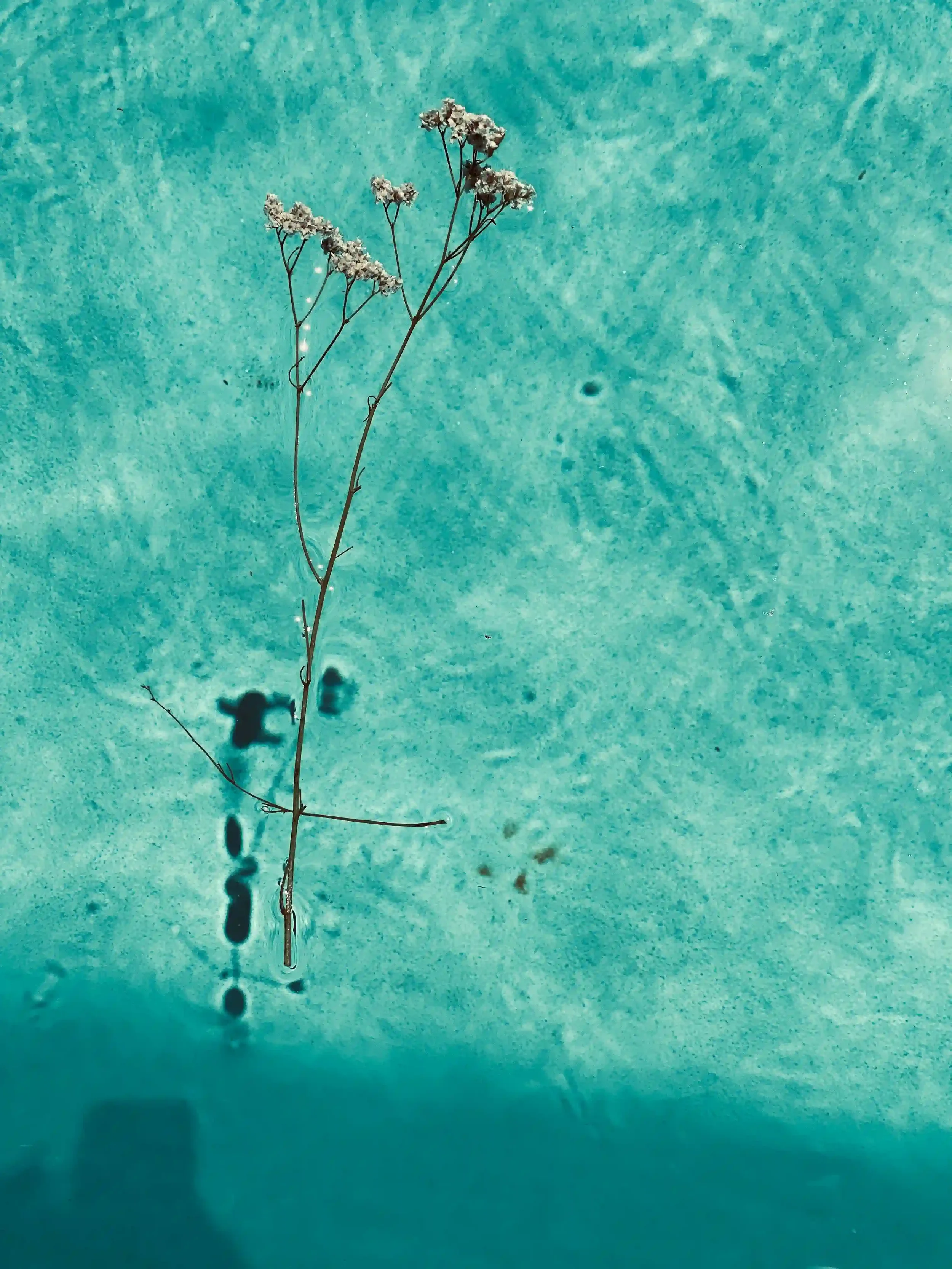 Turquoise coloured, decorative picture of a flower floating in a pool